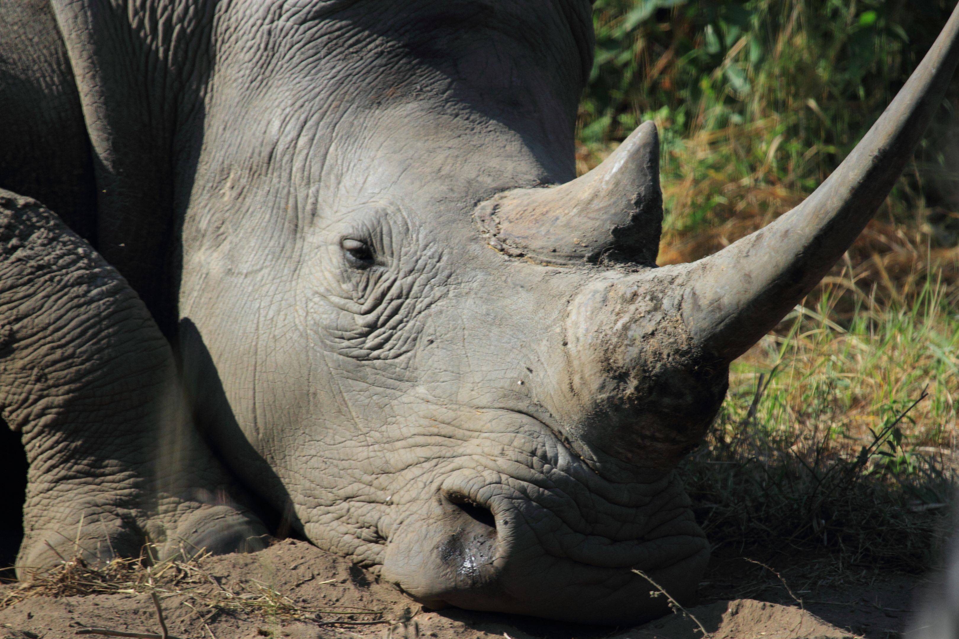 Safari à la rencontre des rhinocéros blancs