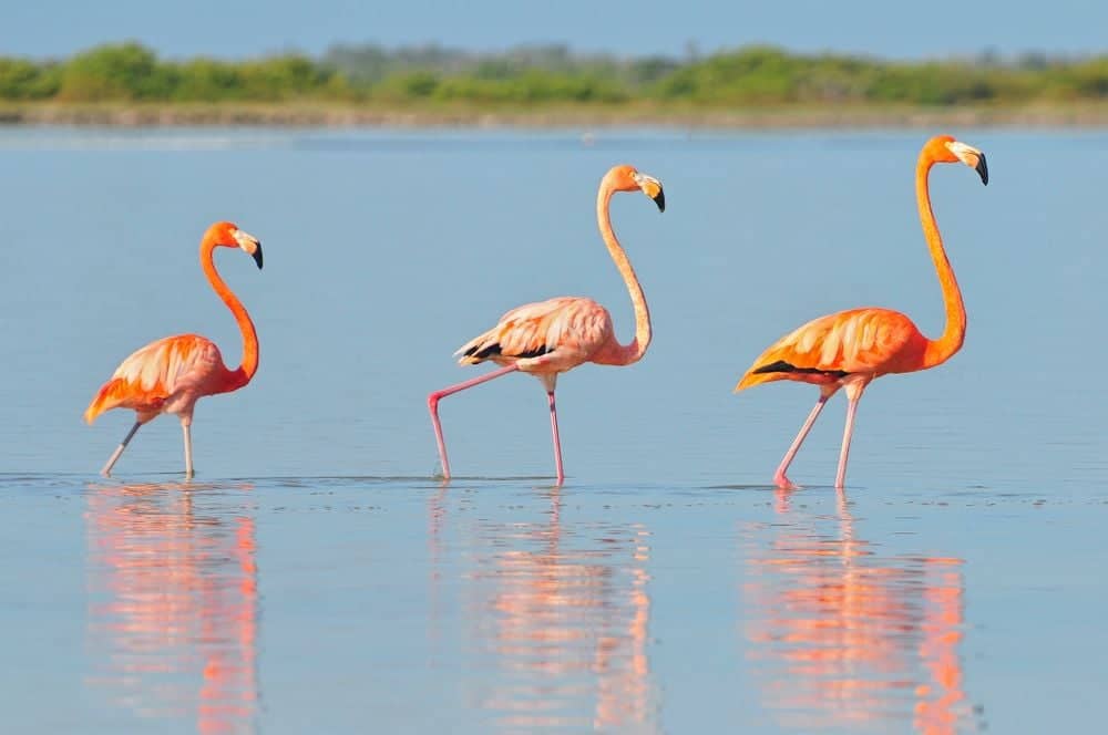 Flamingo's en mangroven