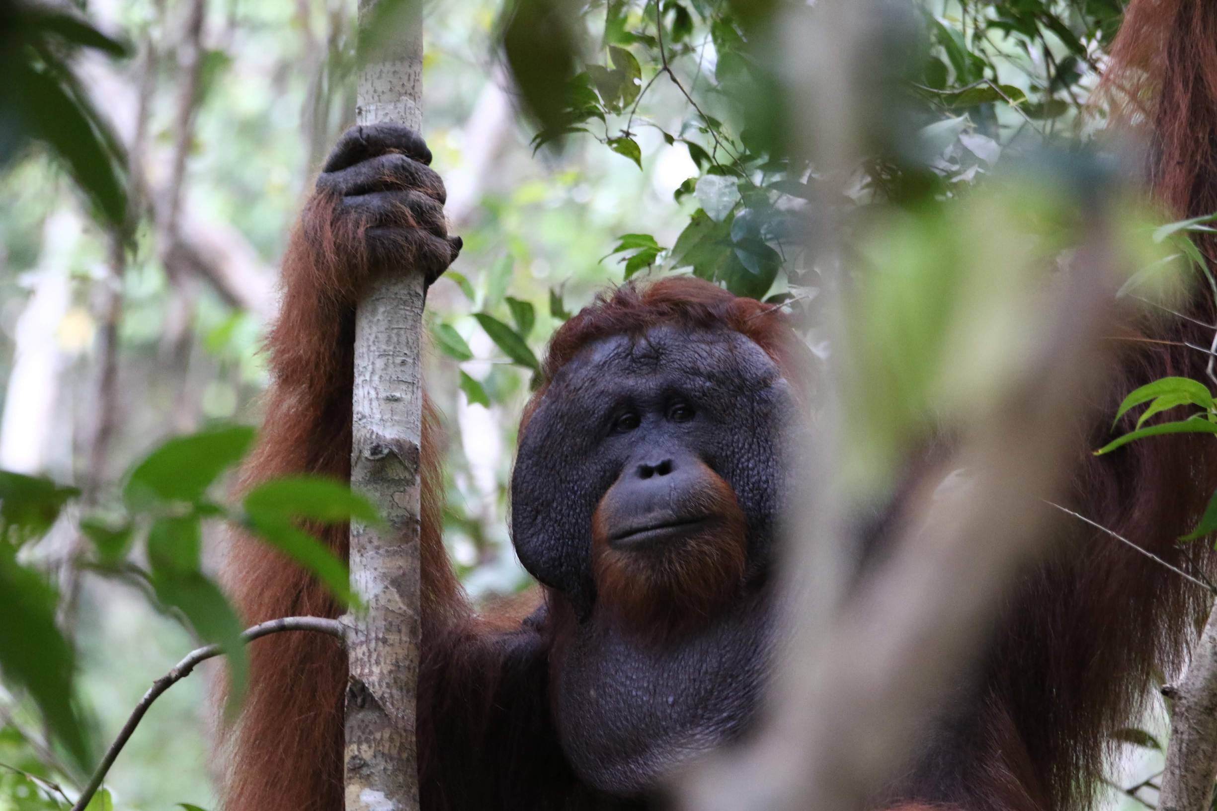 Les orangs-outans de Tanjung Puting
