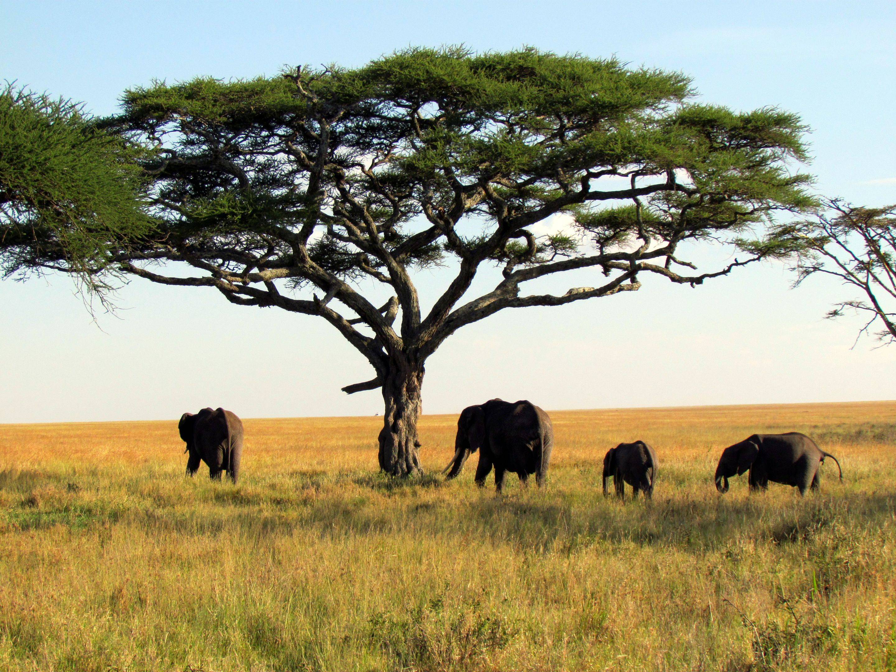 Le Serengeti et ses grandes plaines