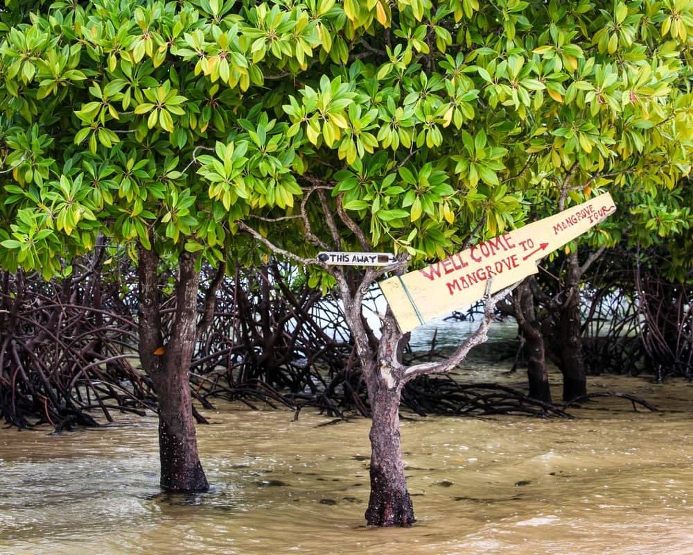 Tour over het eiland en door de mangroven