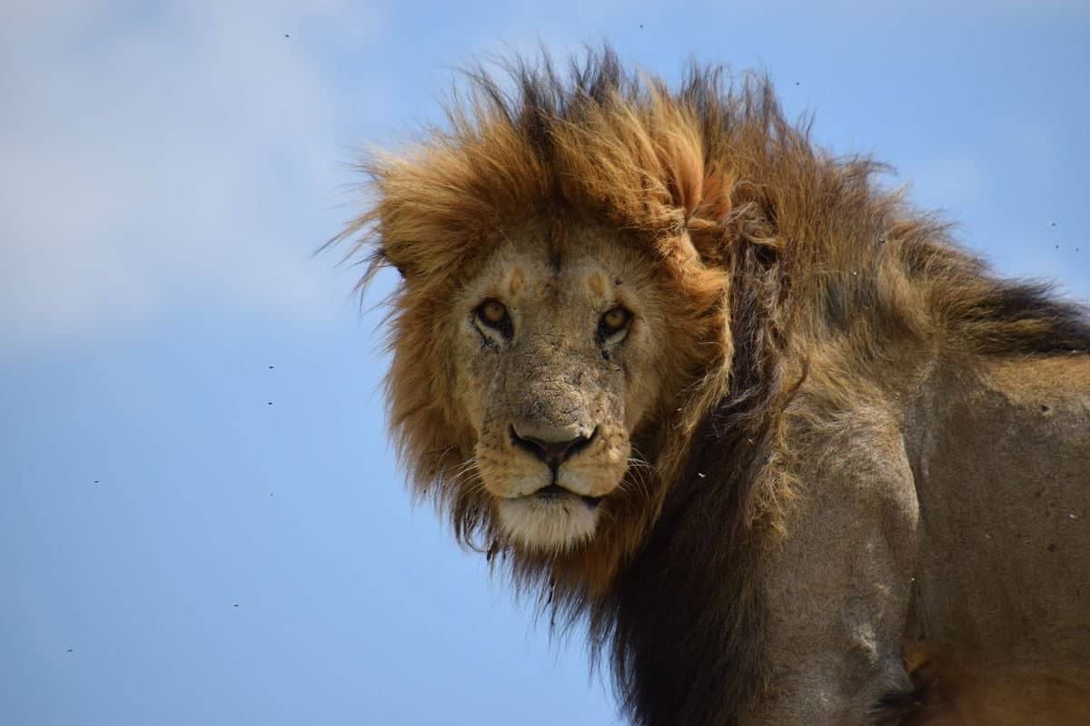Sur les traces du Roi Lion à Masaï Mara