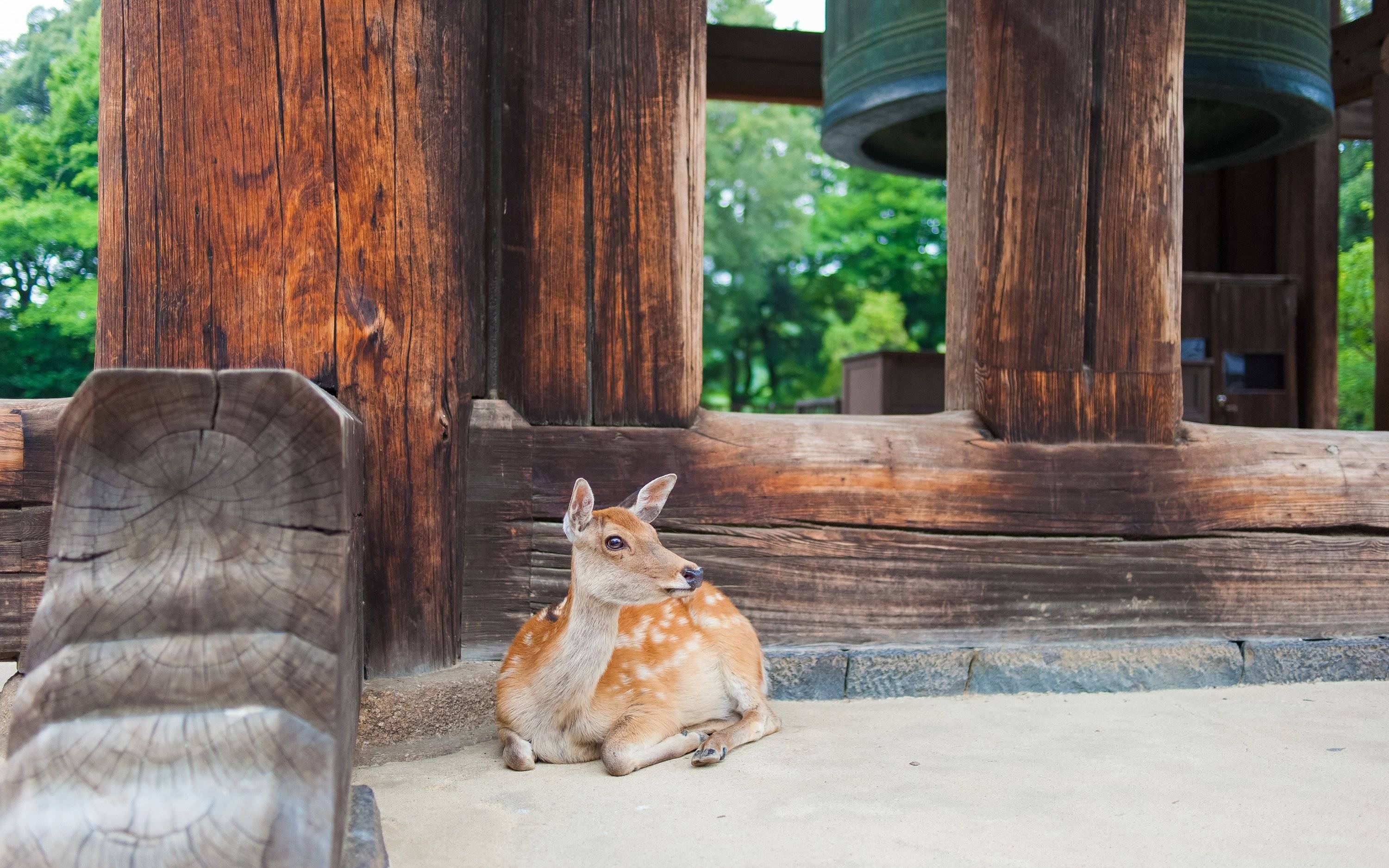 Escursione a Nara la città dei dolcissimi cervi