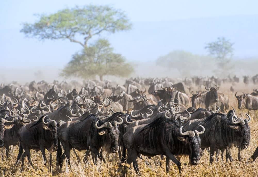 Avontuurlijke safari in Serengeti