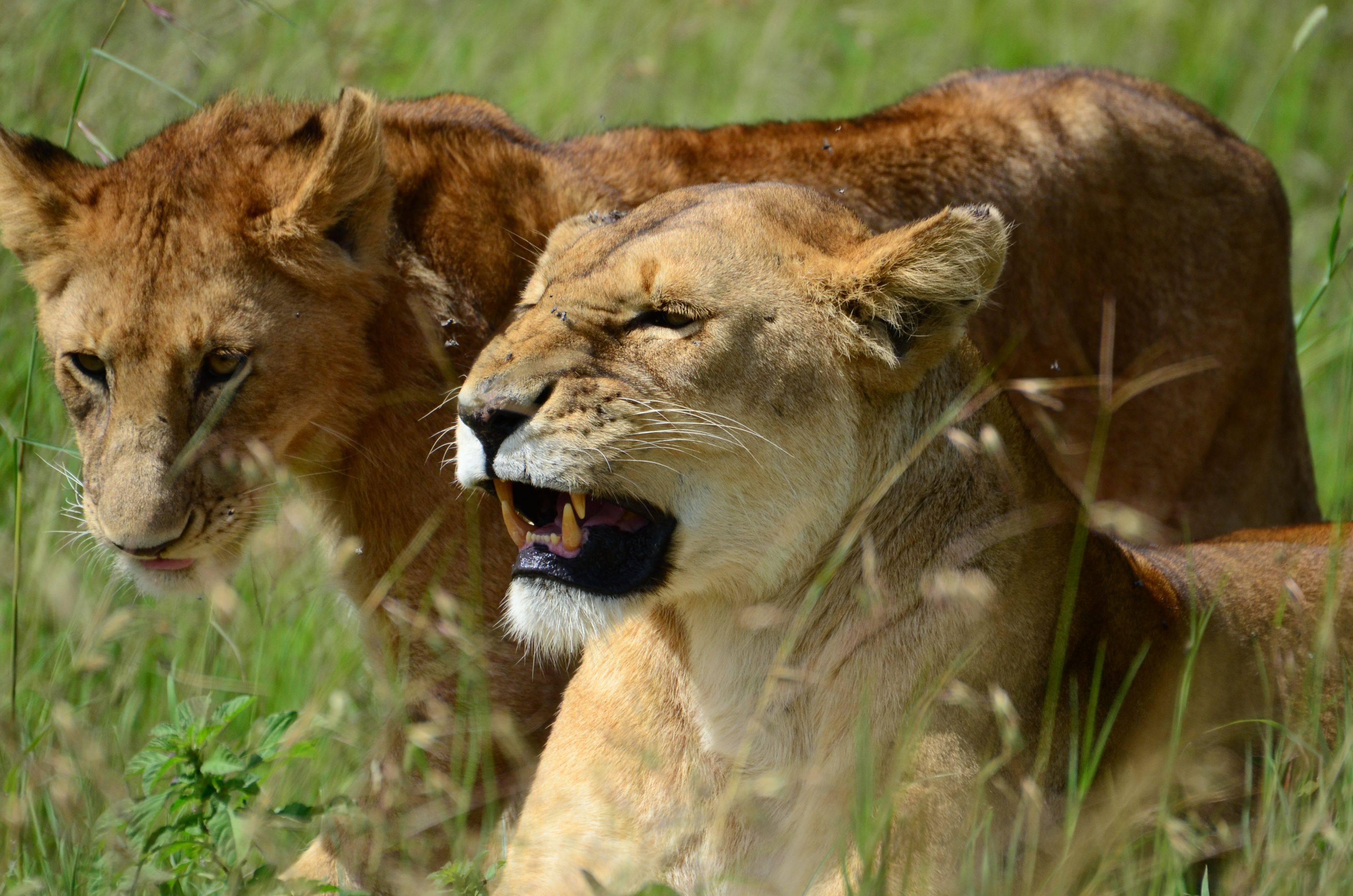 Safari nel Serengeti, regione delle Kopjes