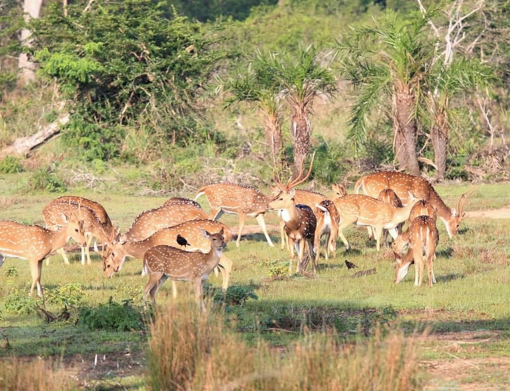 Sri Lankas größten Nationalpark erkunden