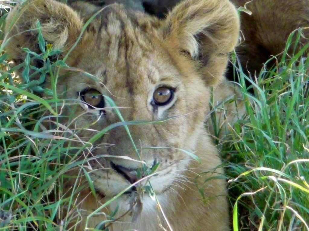 Safari al Serengeti