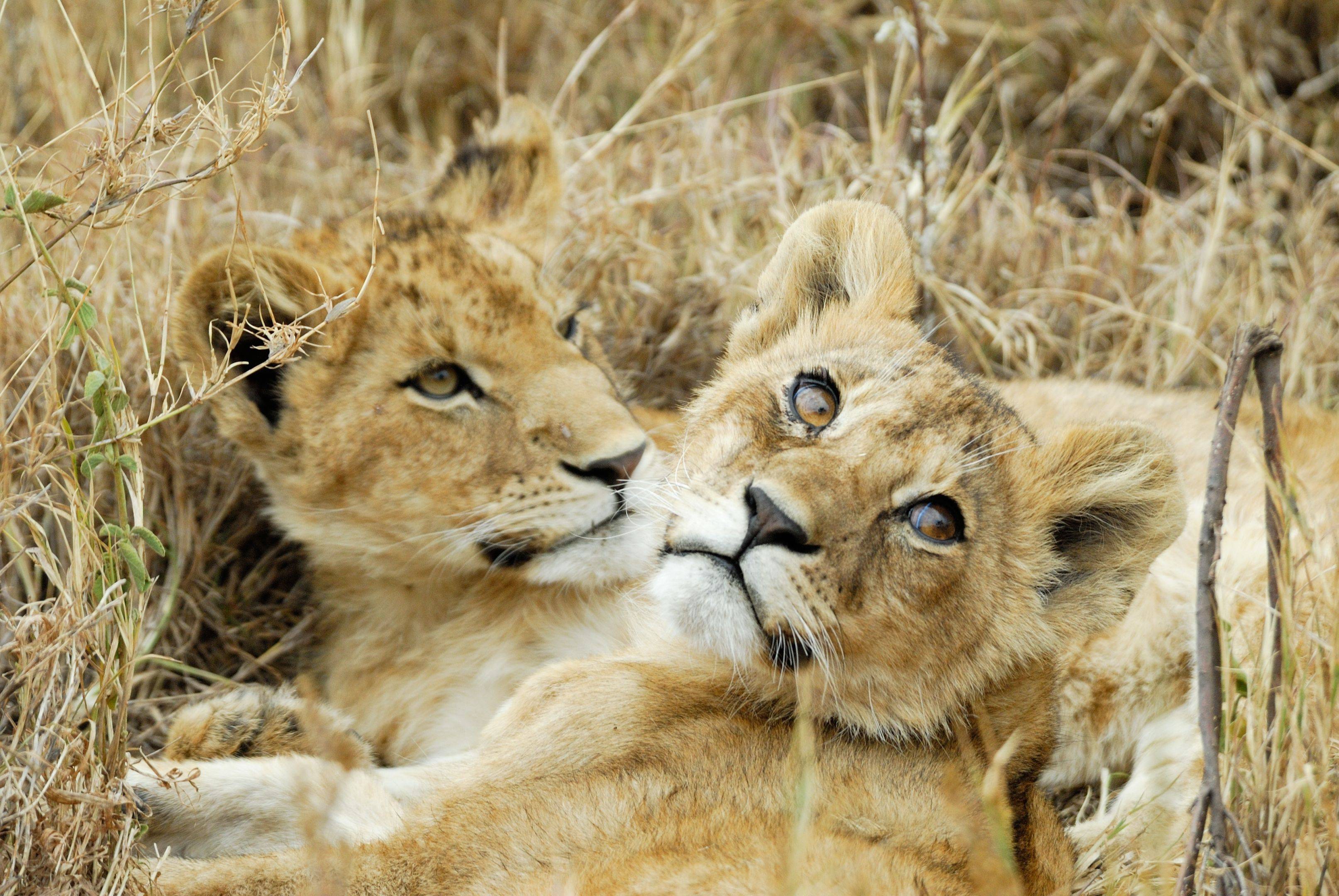 Op zoek naar de Lion King in de Serengeti