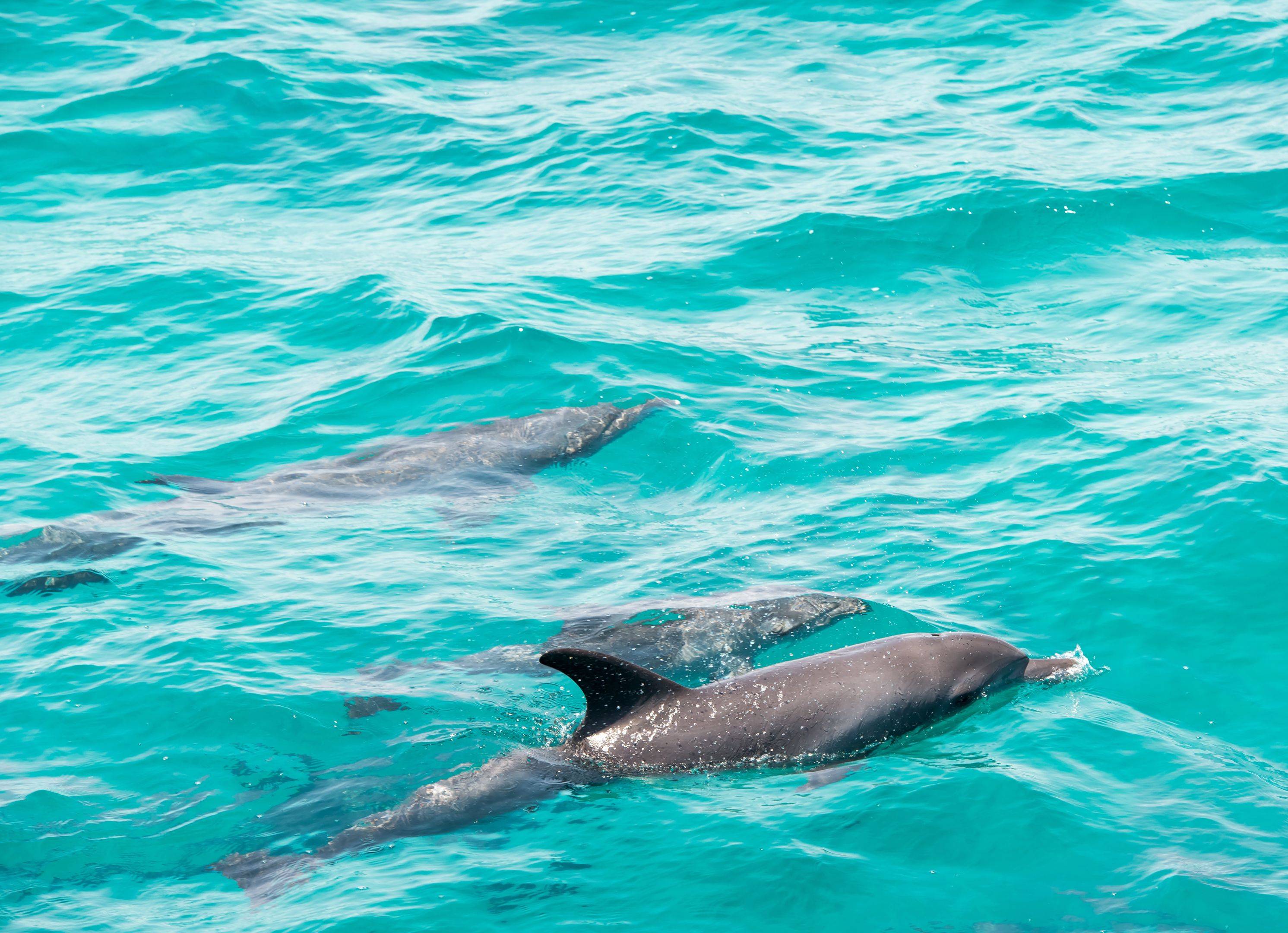 Découverte de Rovinj et observation des dauphins
