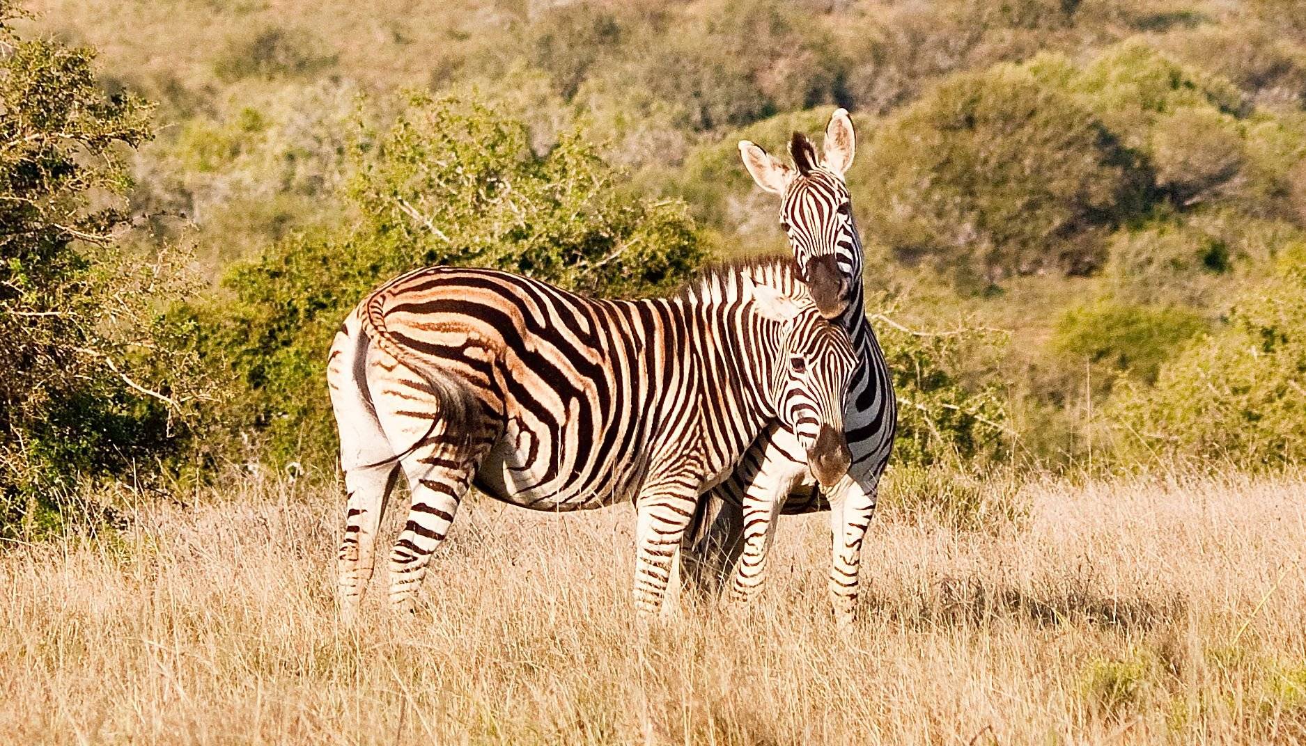 Safari en Amakhala Game Reserve