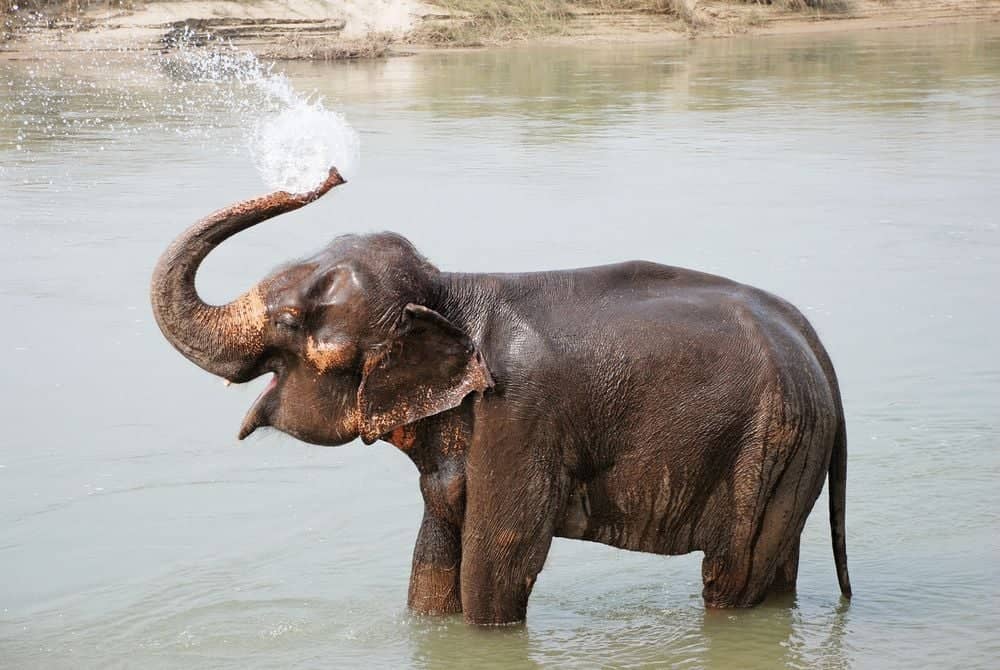 Verzorg de olifanten als een echte mahout (olifantenbegeleider)