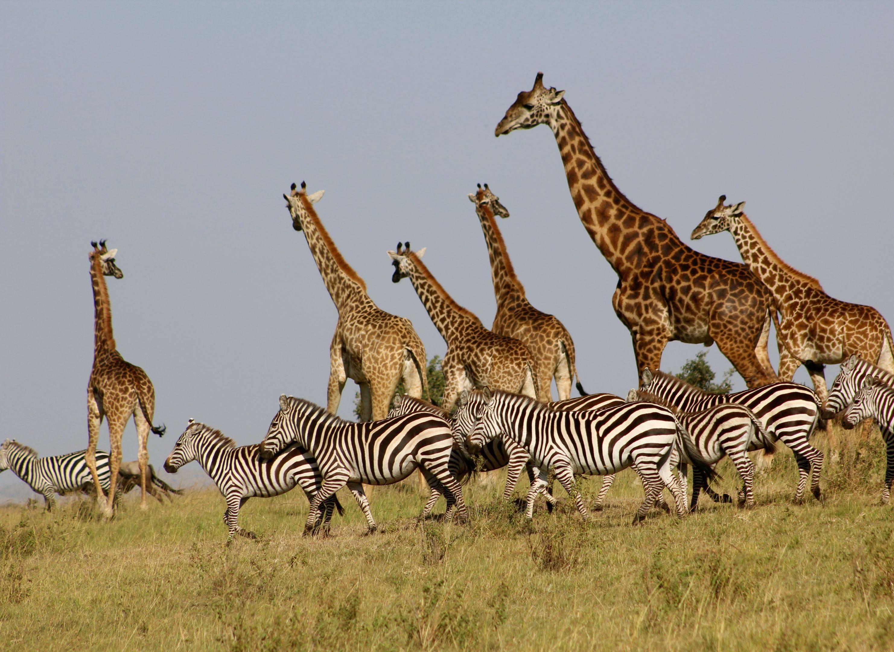 Explorando Maasai Mara