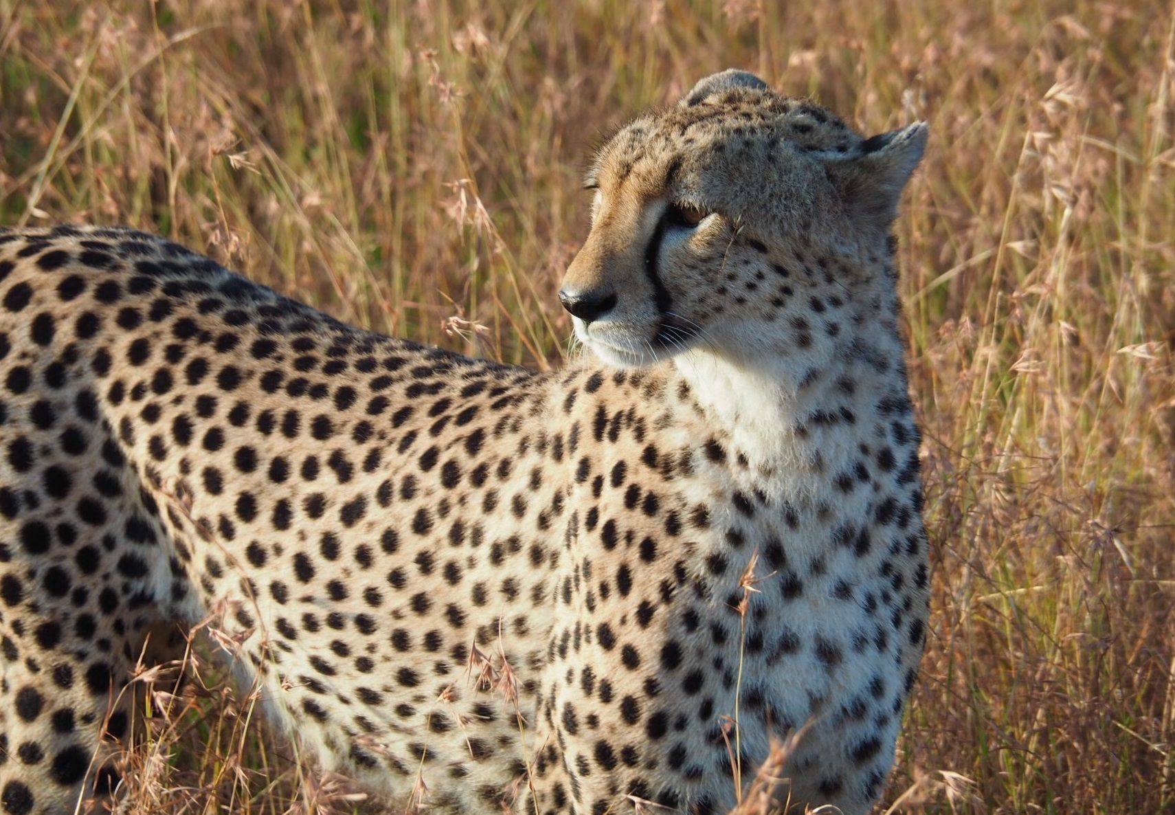 Der Serengeti Nationalpark