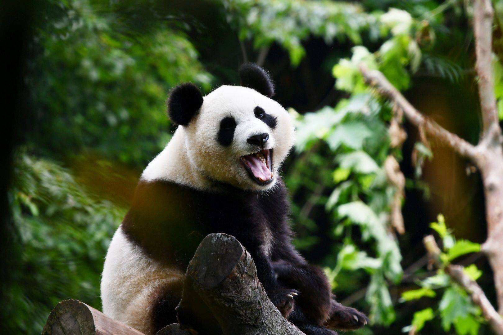 Rencontre avec les pandas géants de Chengdu