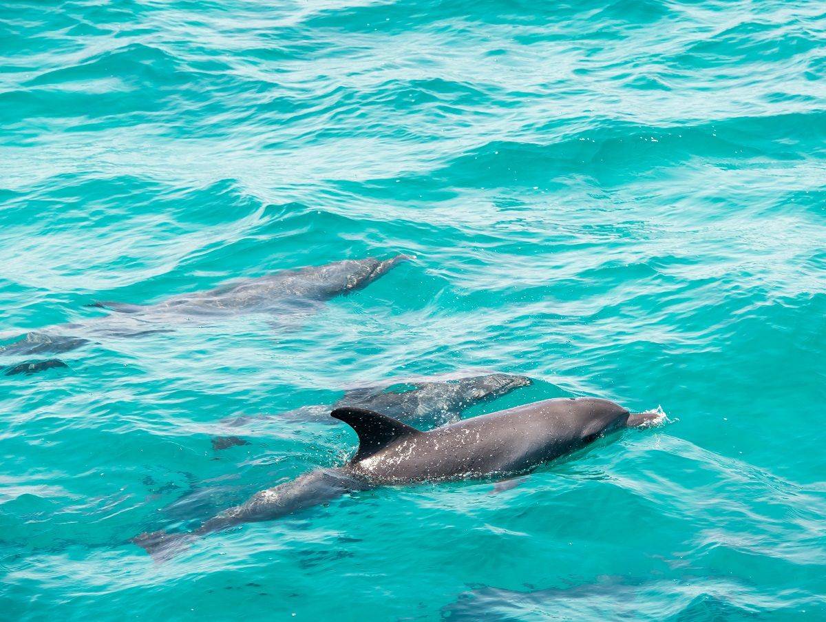 À la rencontre des dauphins bleus