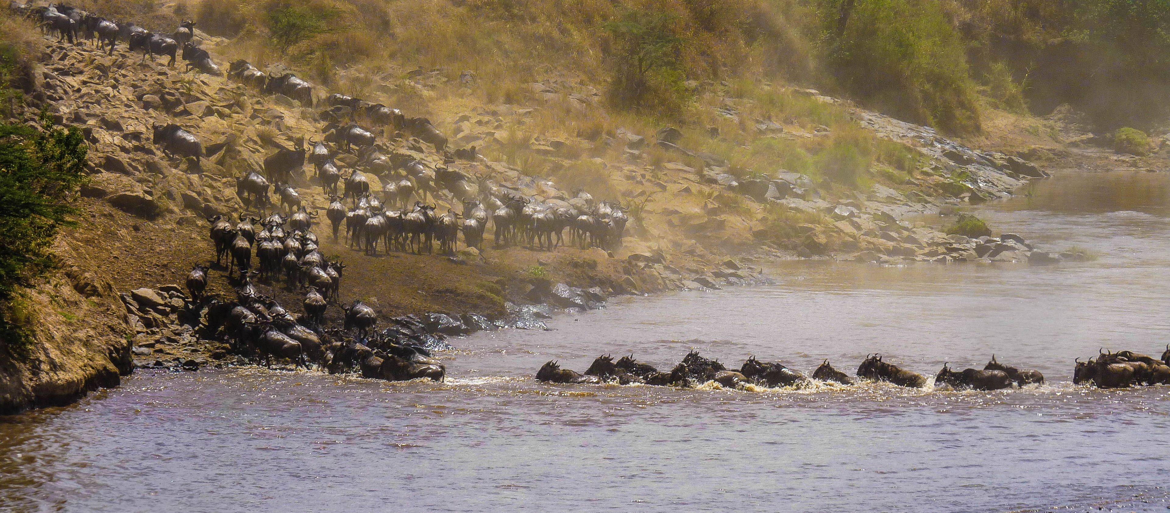 Alla ricerca della migrazione nel Serengeti