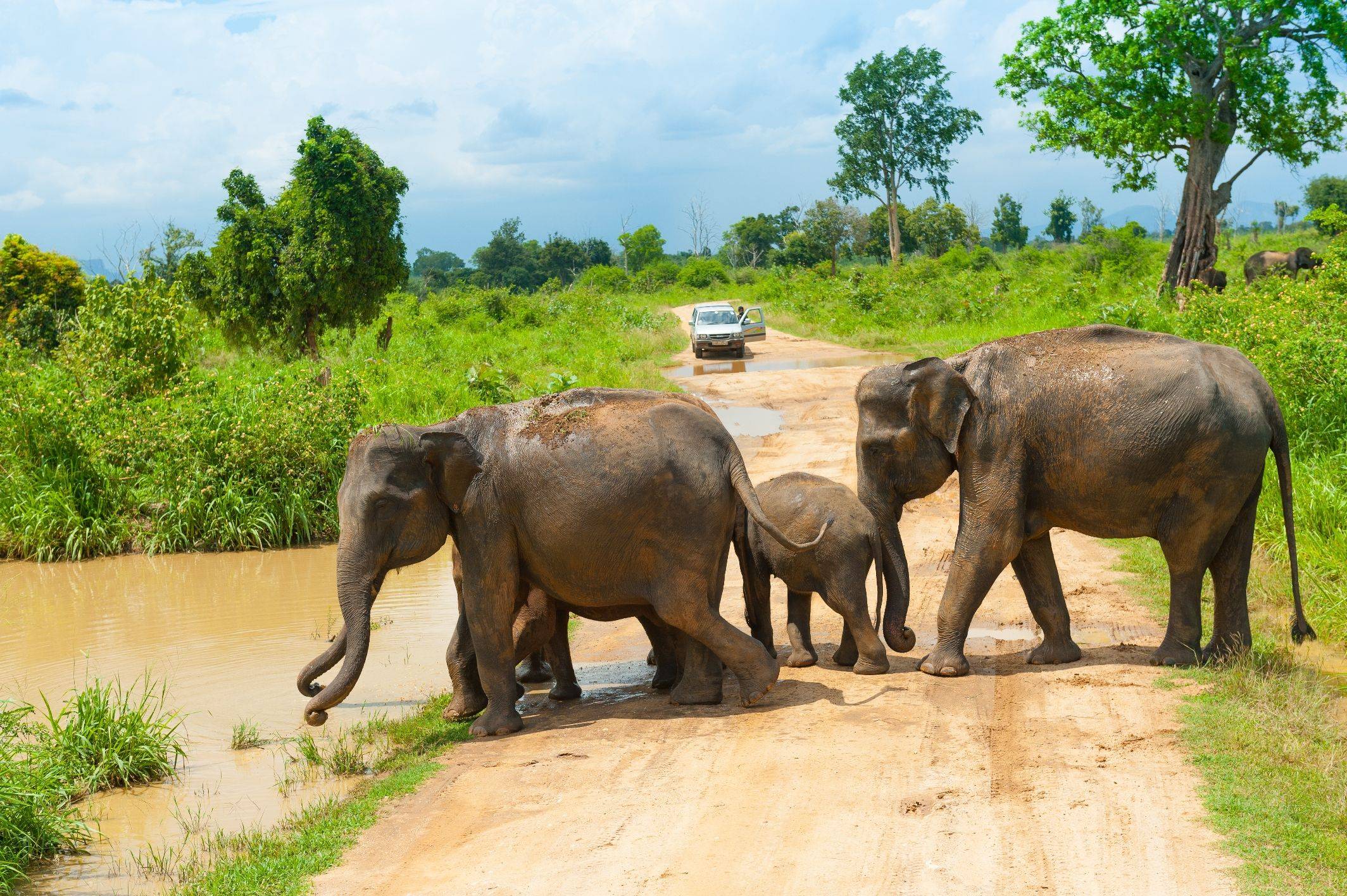 A la rencontre des éléphants sauvages