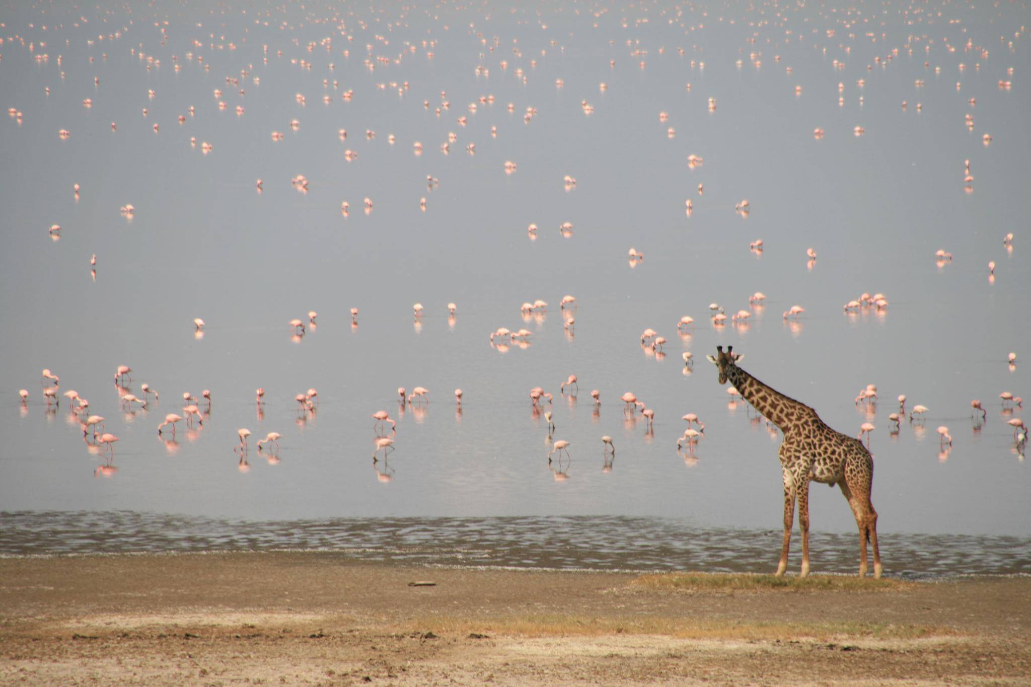 Safari al lago Manyara