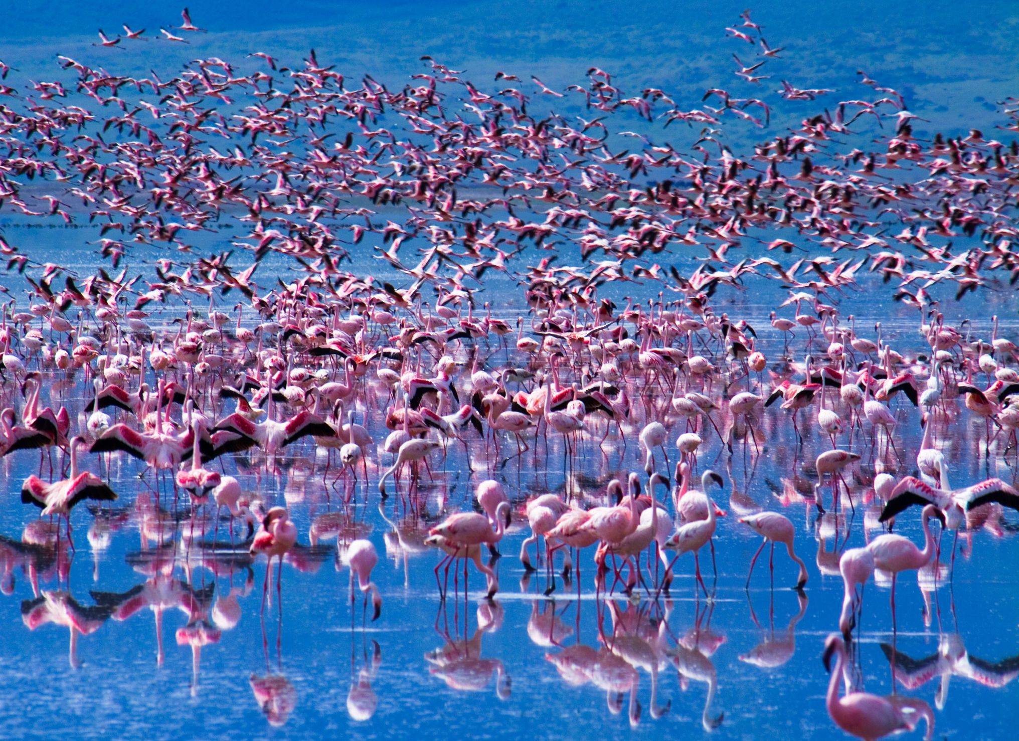 Il Lago Natron e i ​fenicotteri rosa