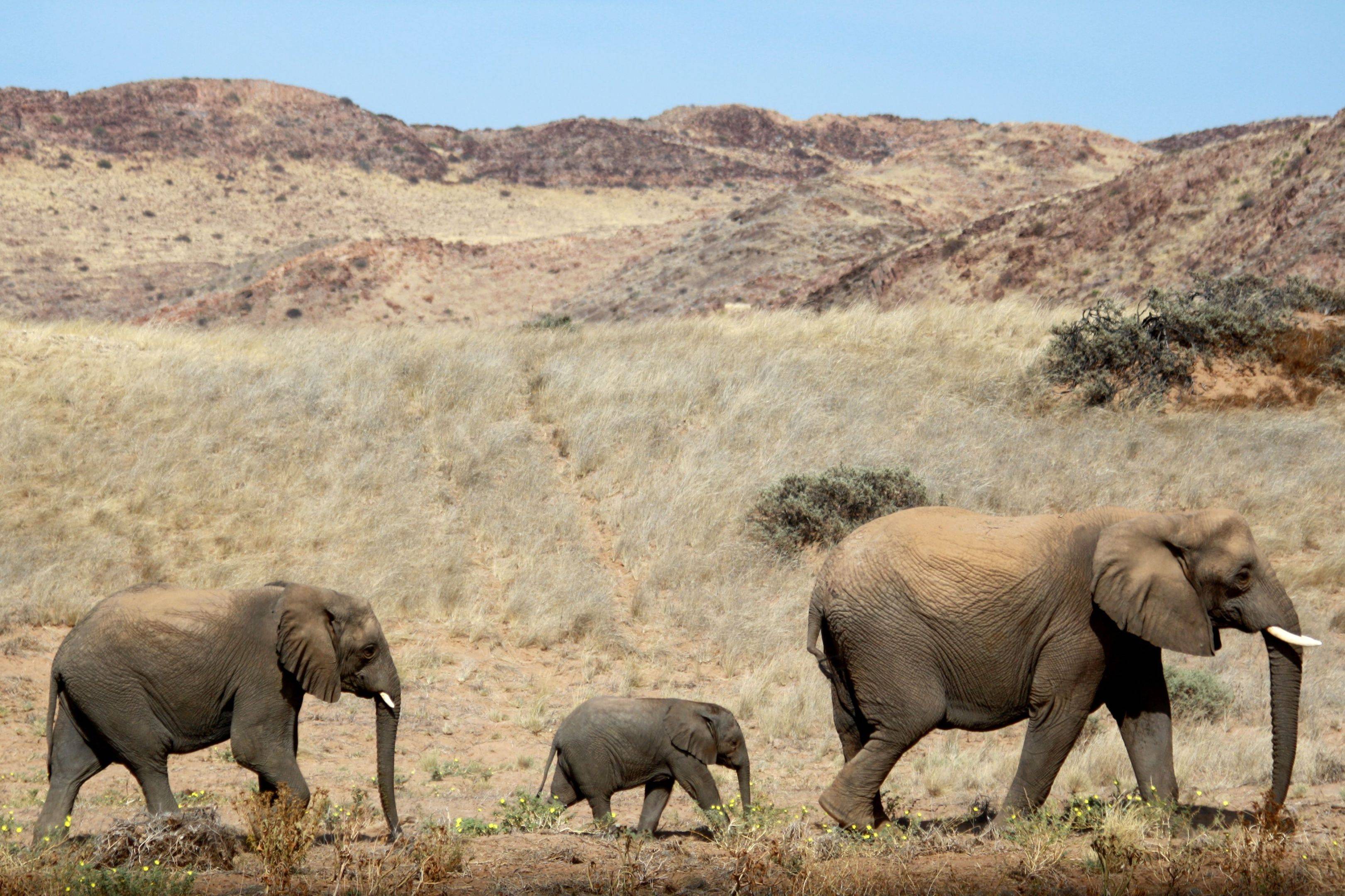 En busca de los famosos elefantes del desierto