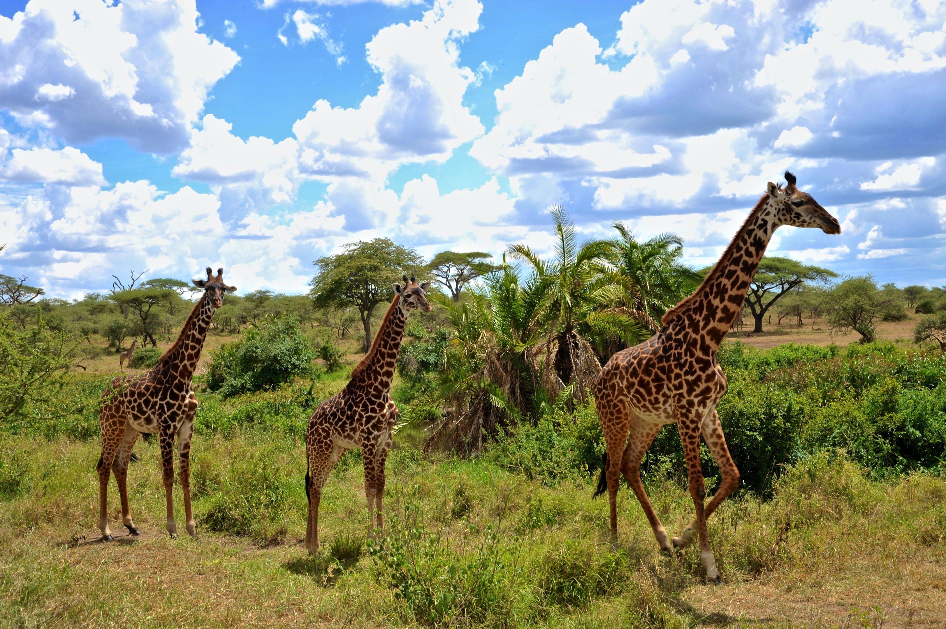 Excursión por el parque nacional del Serengeti