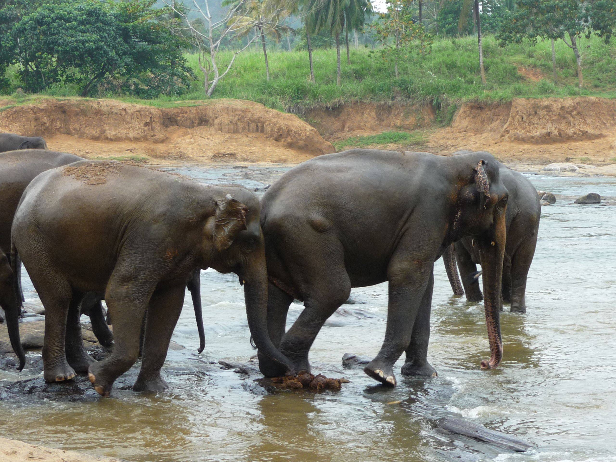 Museo degli elefanti e gita a Kandy
