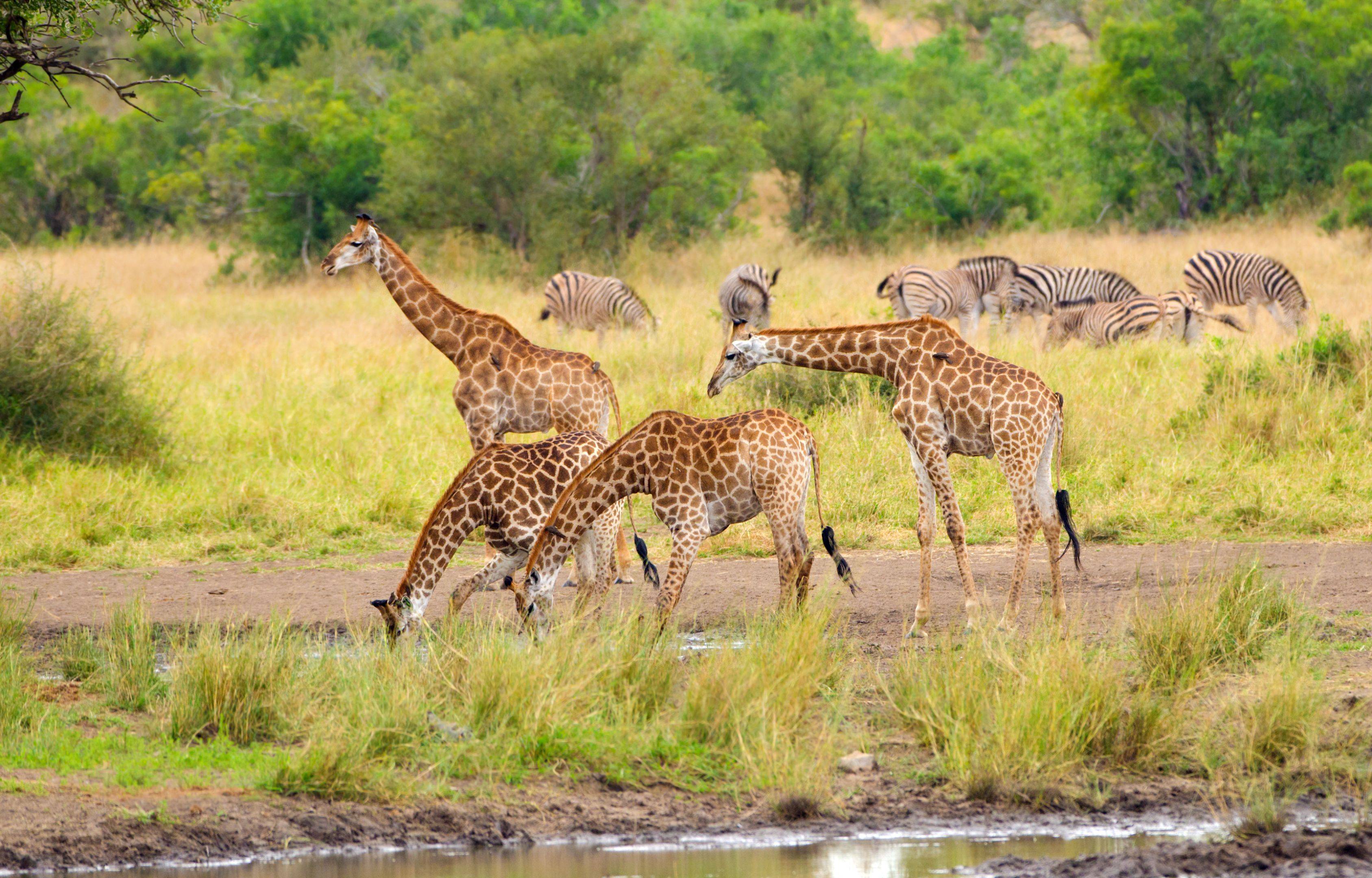 Safari en el Parque Nacional de Kruger