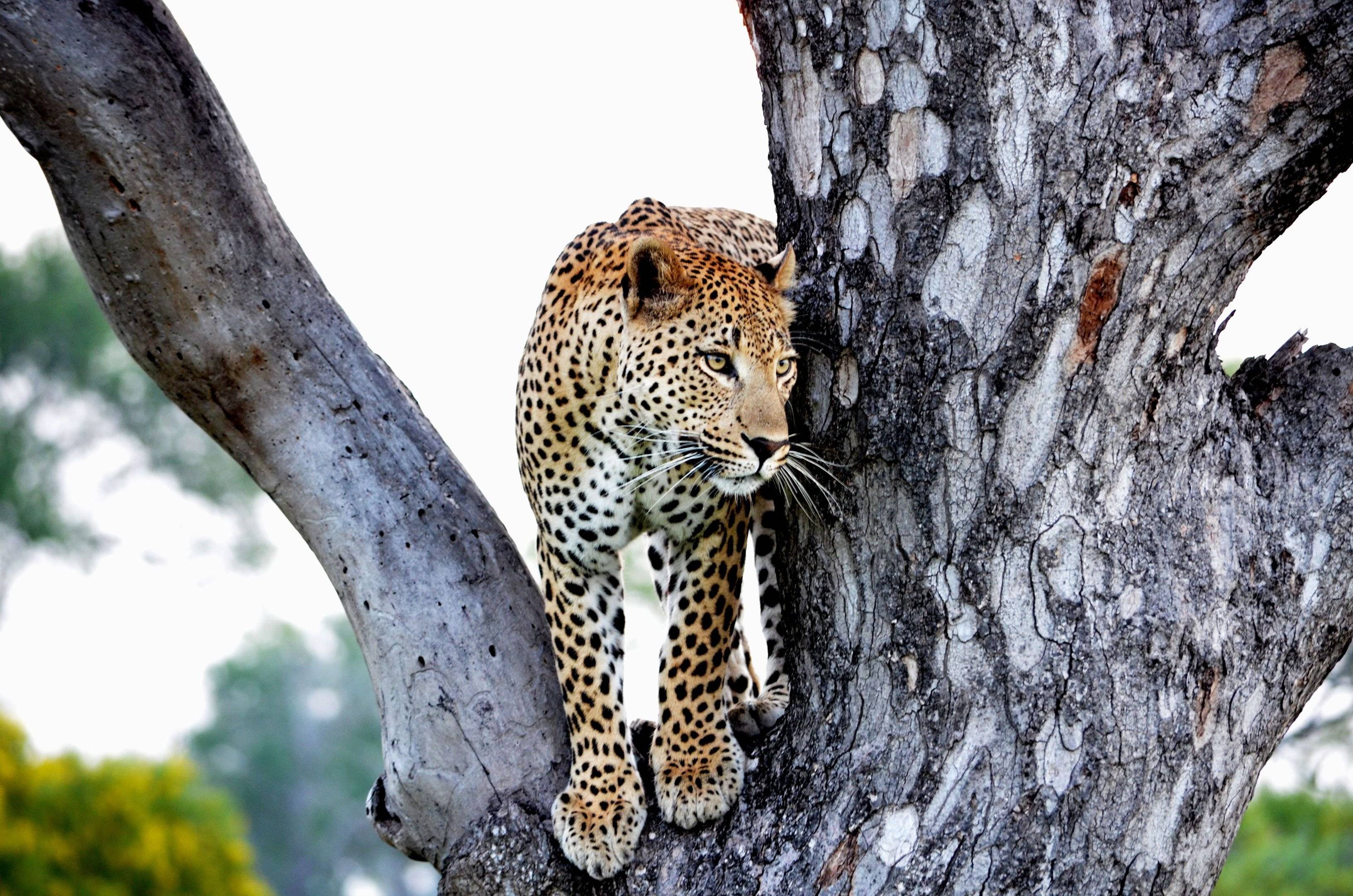 Visita al Parque Nacional Kruger