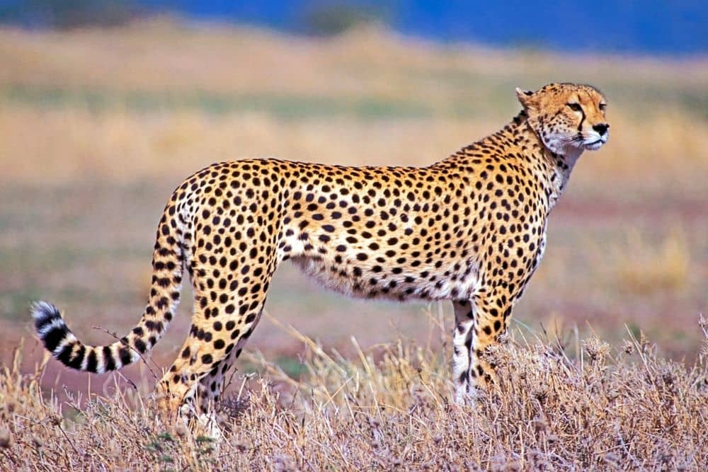 Ontmoet de cheeta's