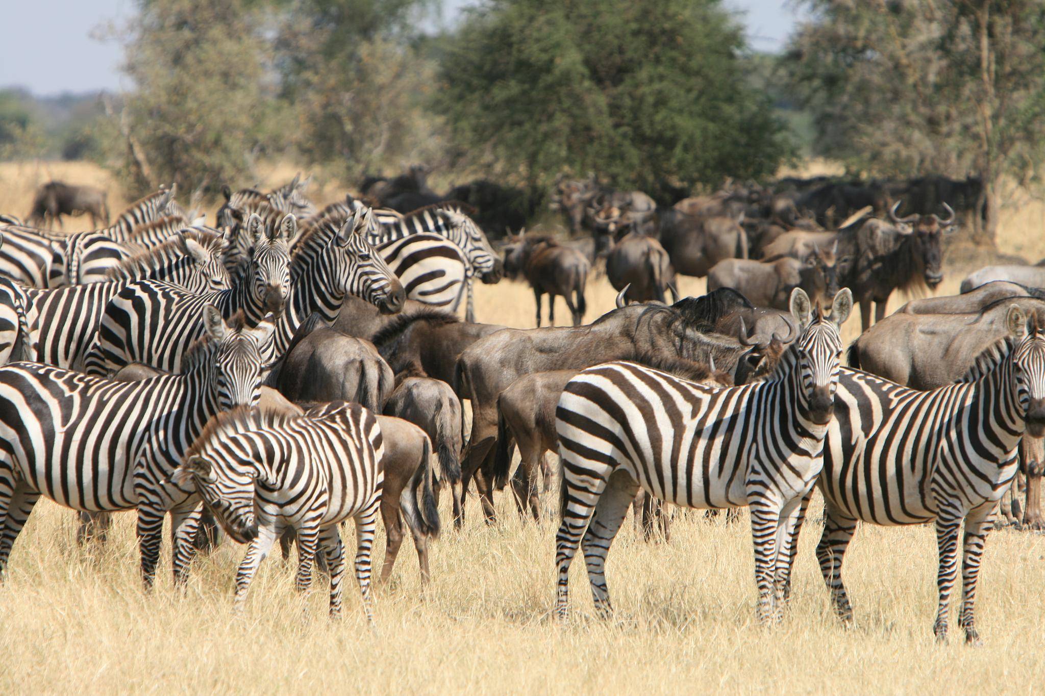 Visita del parco di Serengeti