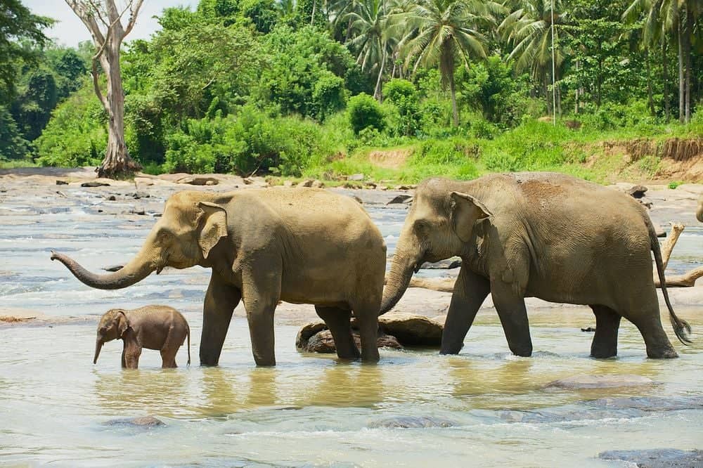 Bezoek olifantenweeshuis