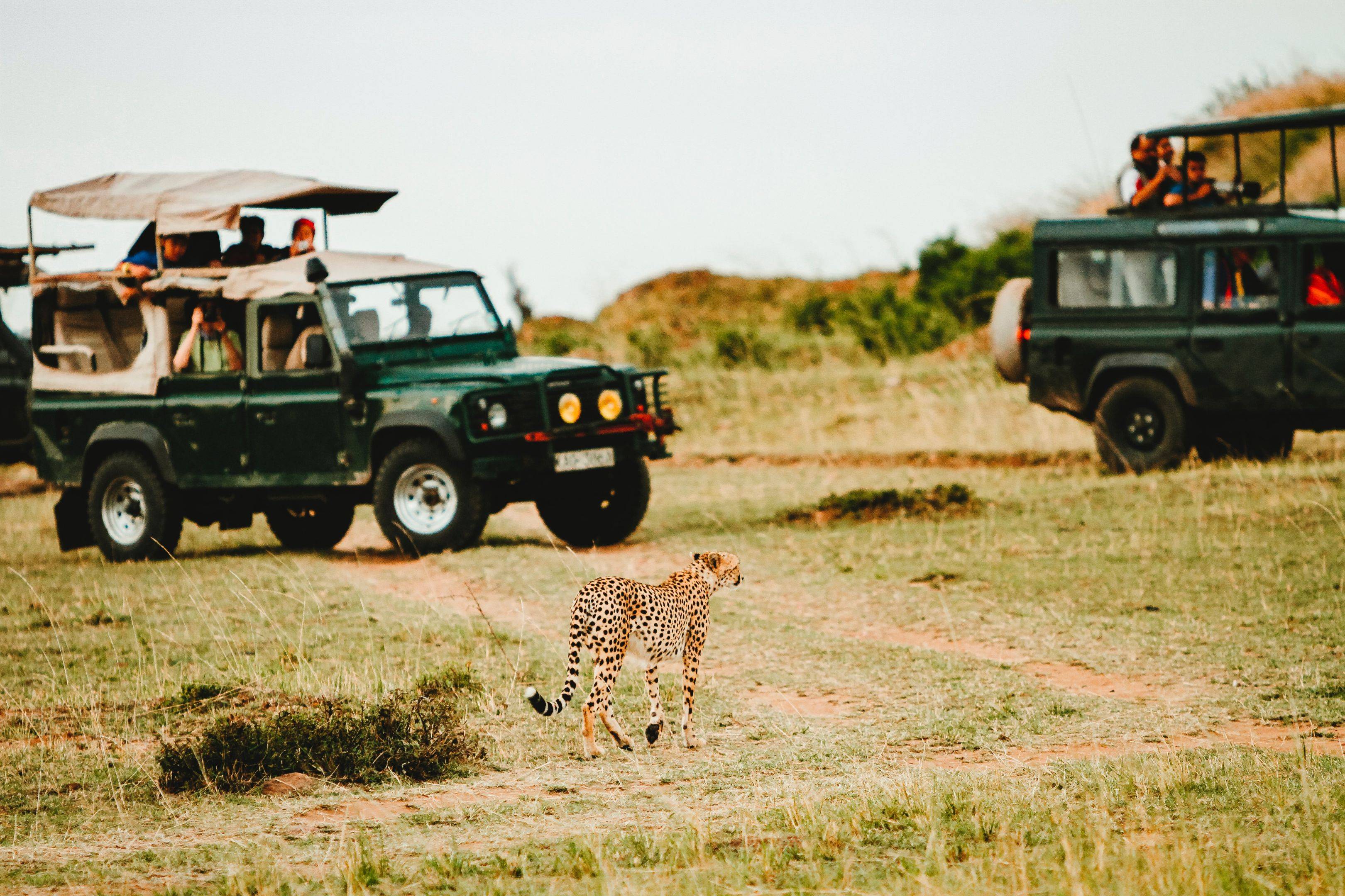 Safari por Etosha South