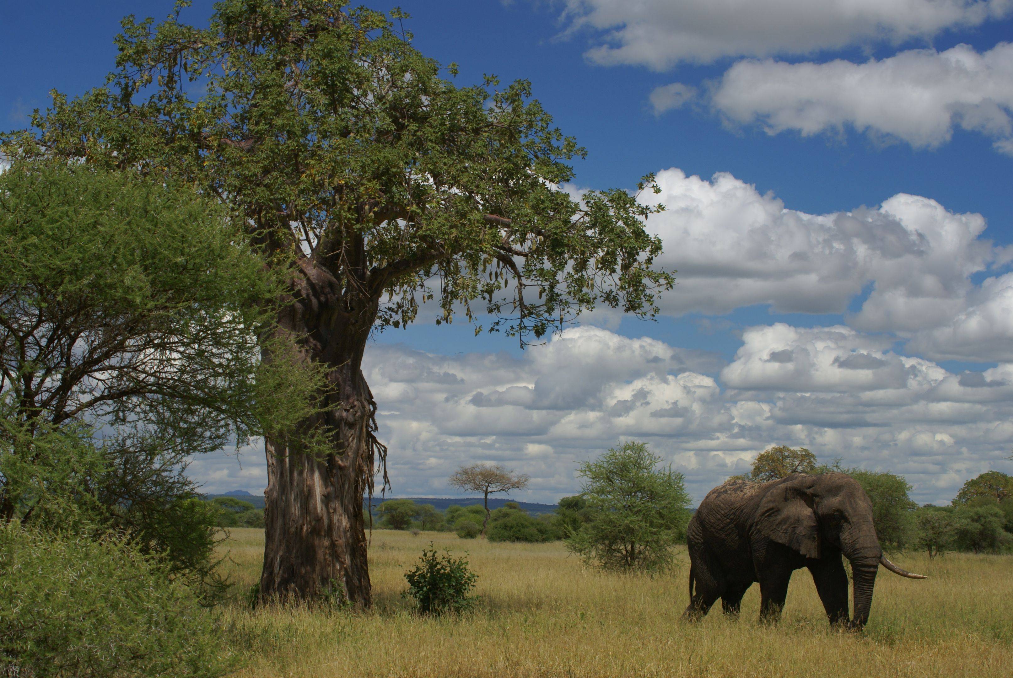 Fra i baobab e le mandrie di elefanti del Tarangire