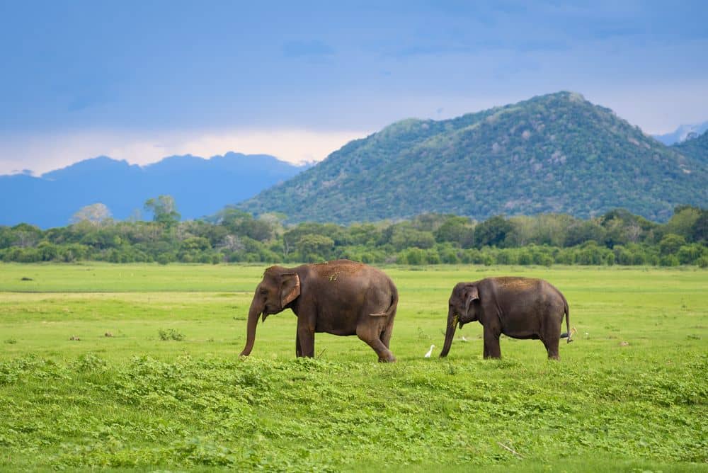 Auf der Pirsch in Sri Lankas berühmtestem Nationalpark