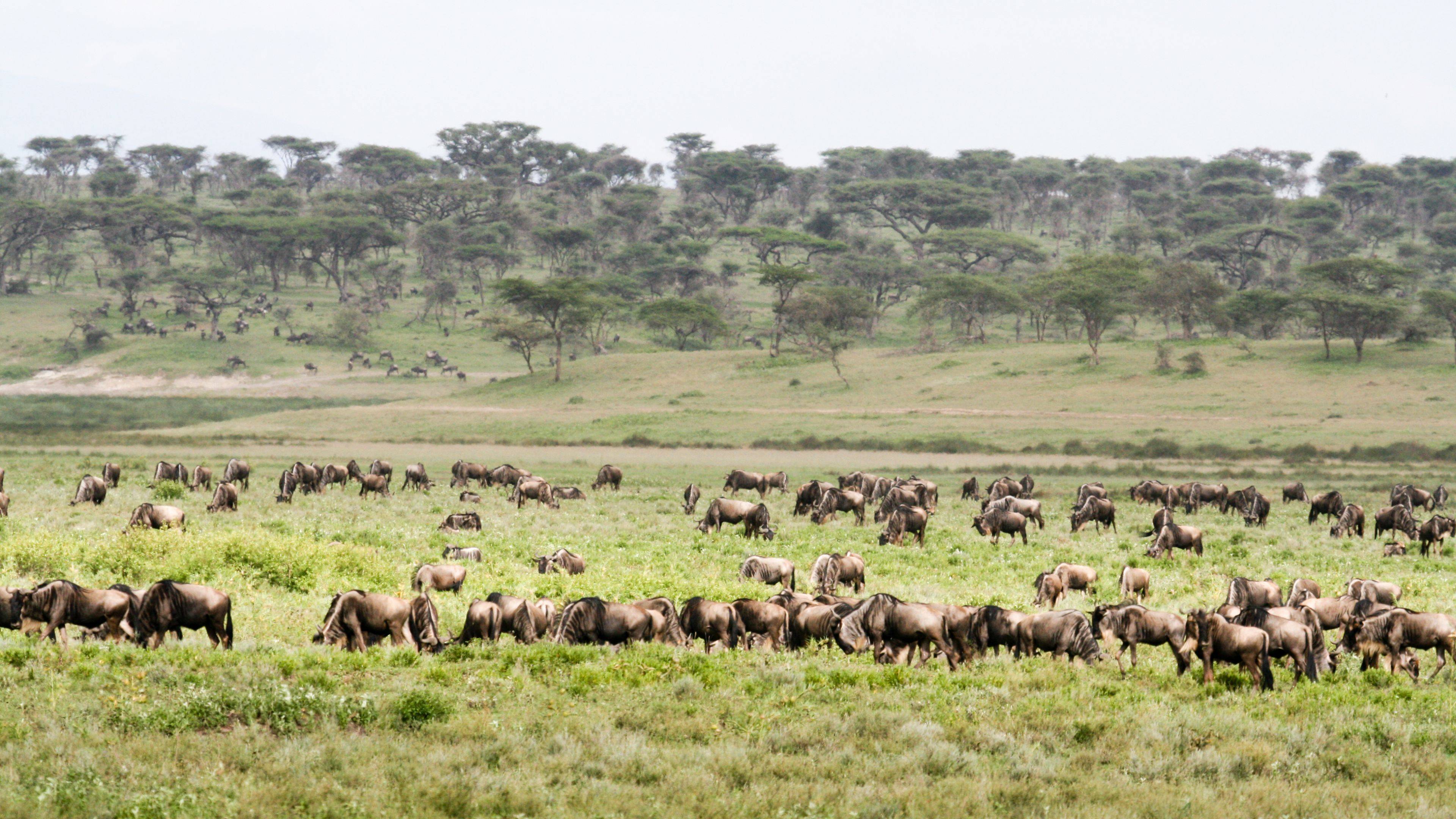Safari nelle regione di Ndutu