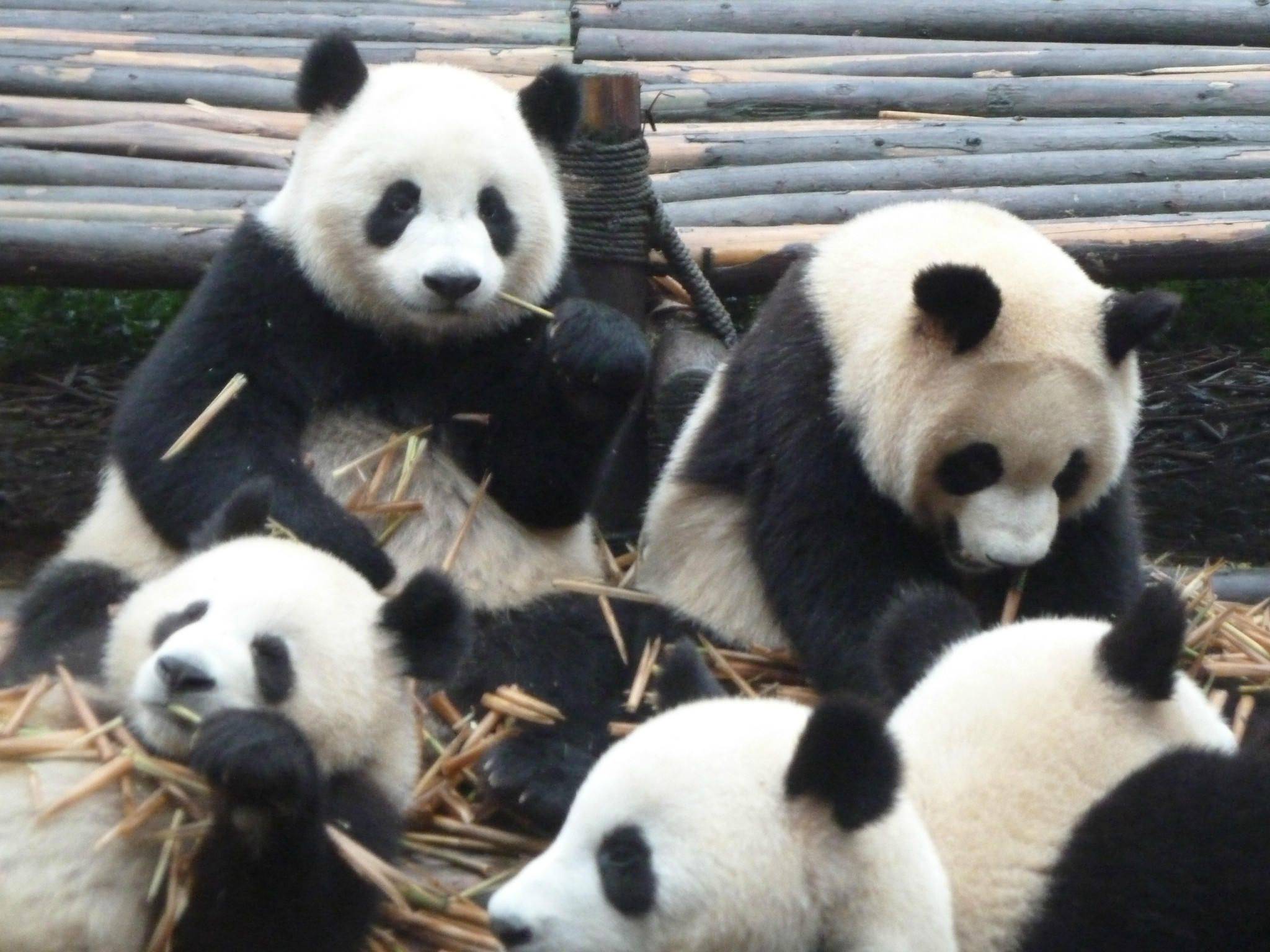 Chengdu : cittadina dei Panda