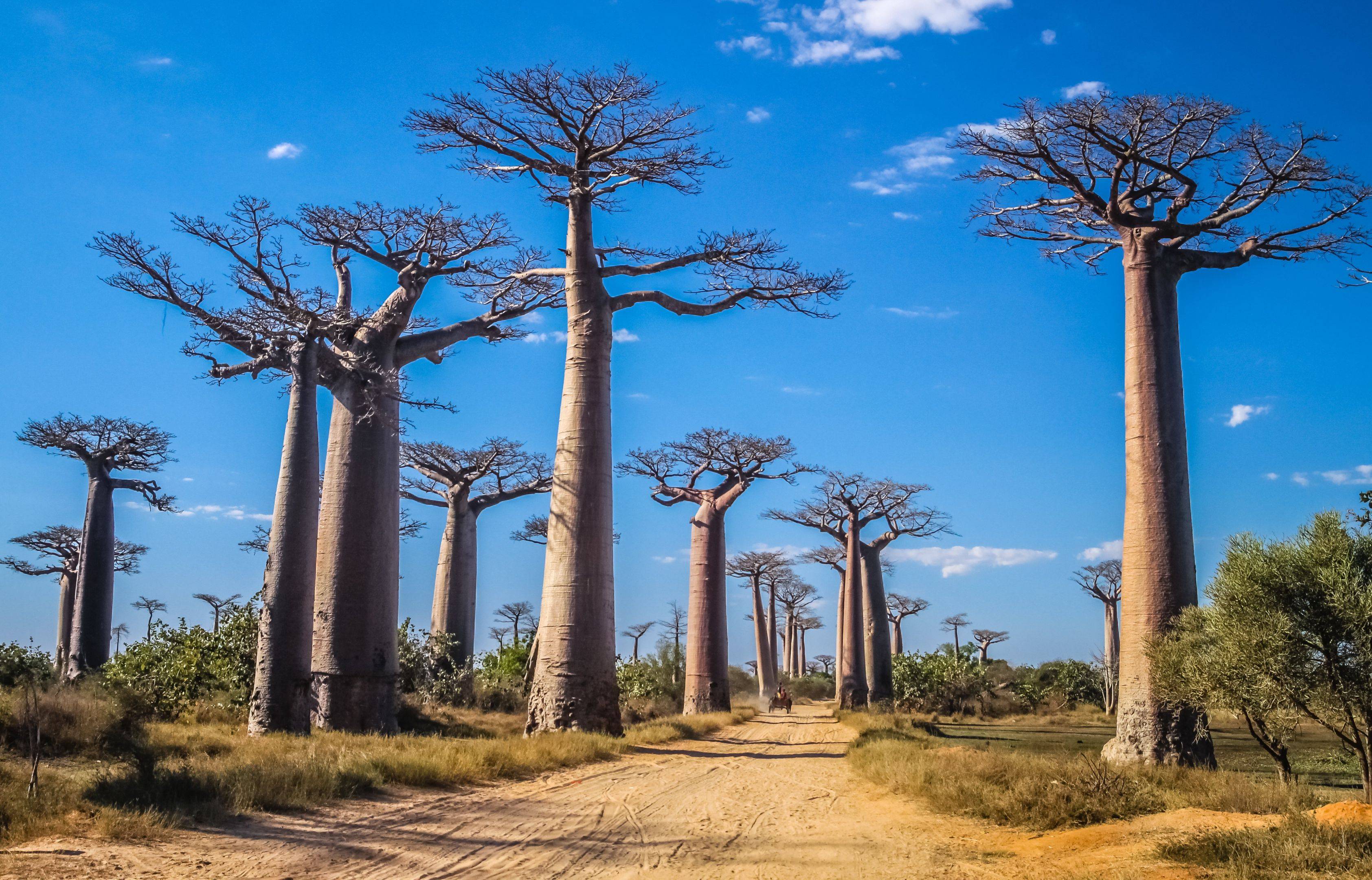 Morondava y la avenida de los Baobabs