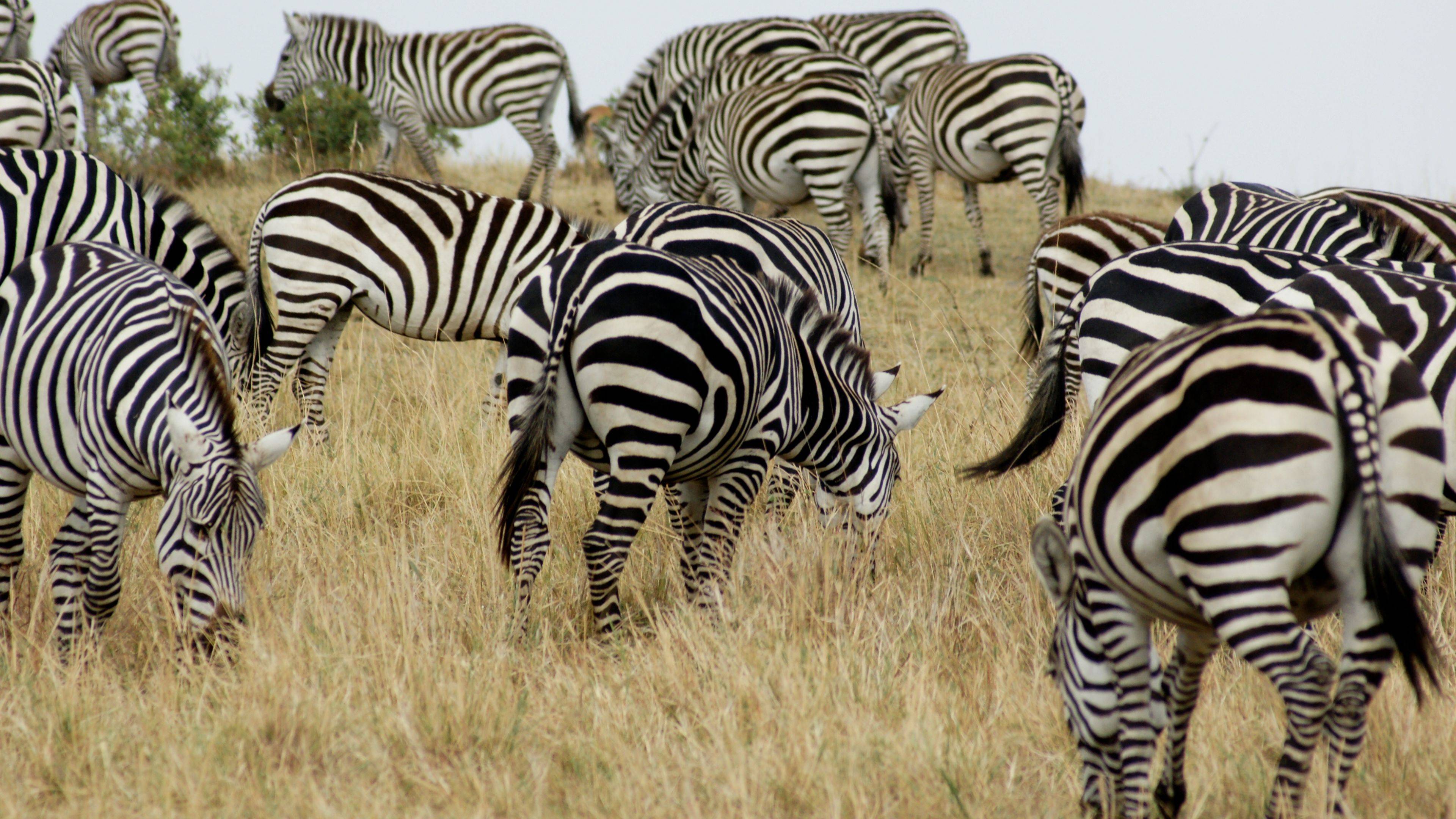 De Nairobi al Parque Nacional Maasai Mara