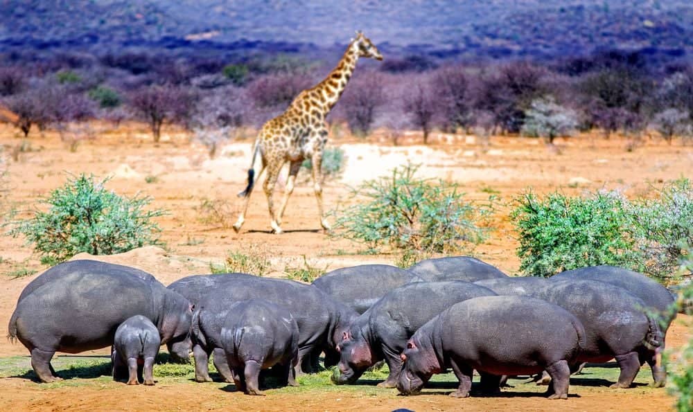 Aufregende Safari zu den wilden Tieren Afrikas