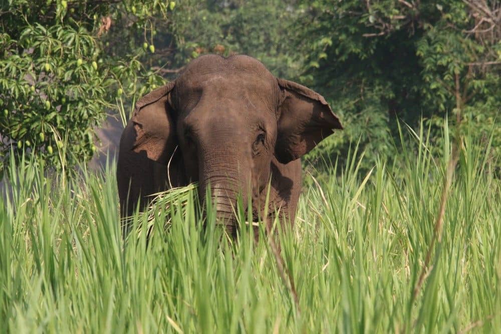 Giorno meraviglioso incontro con elefanti in un campo ecologico