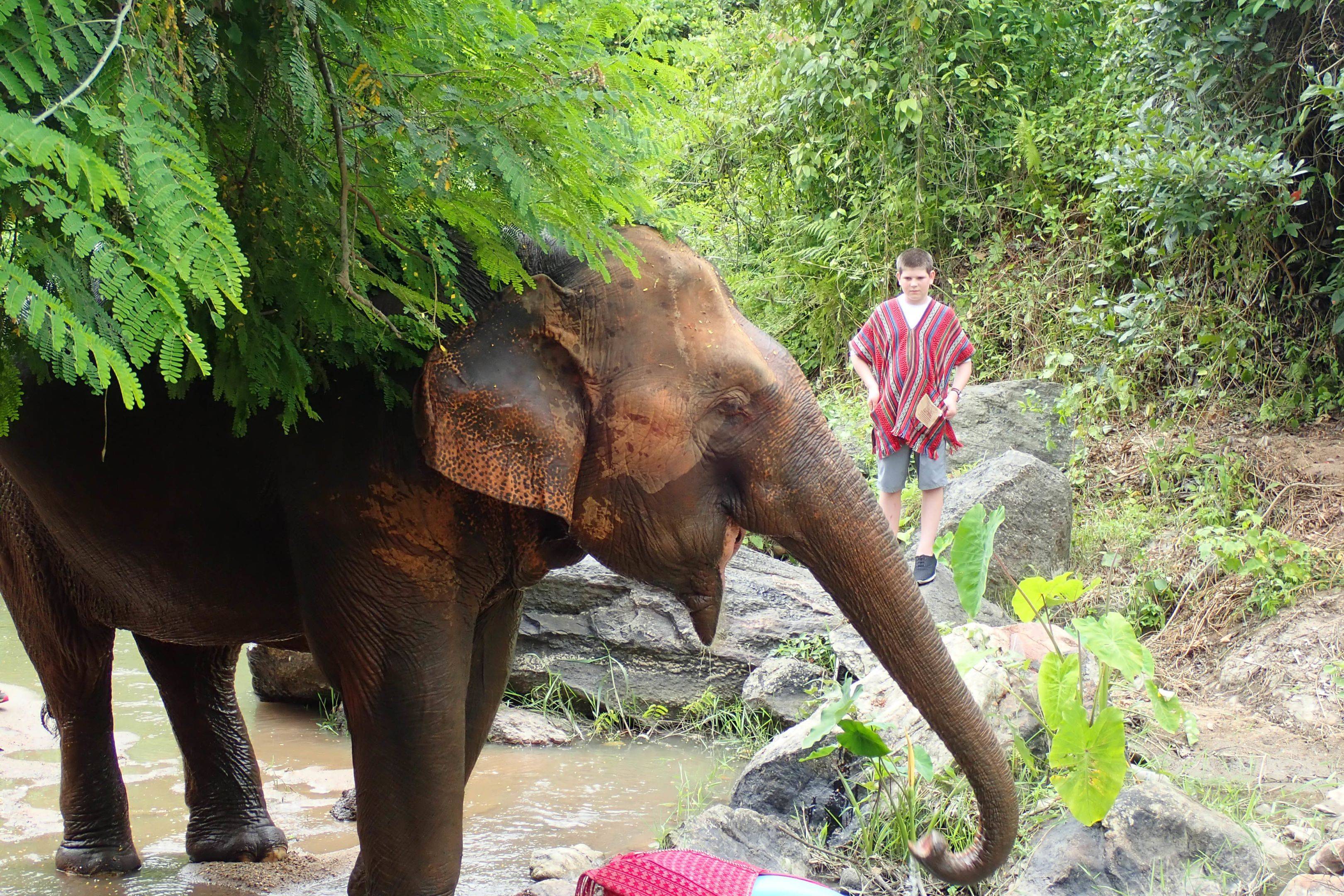 Desayuno local, y trekking por la jungla, después regreso a Chiang Mai.