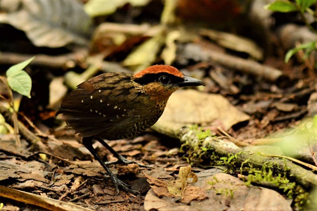 Réserve Mashpi : une incroyable ressource ornithologique
