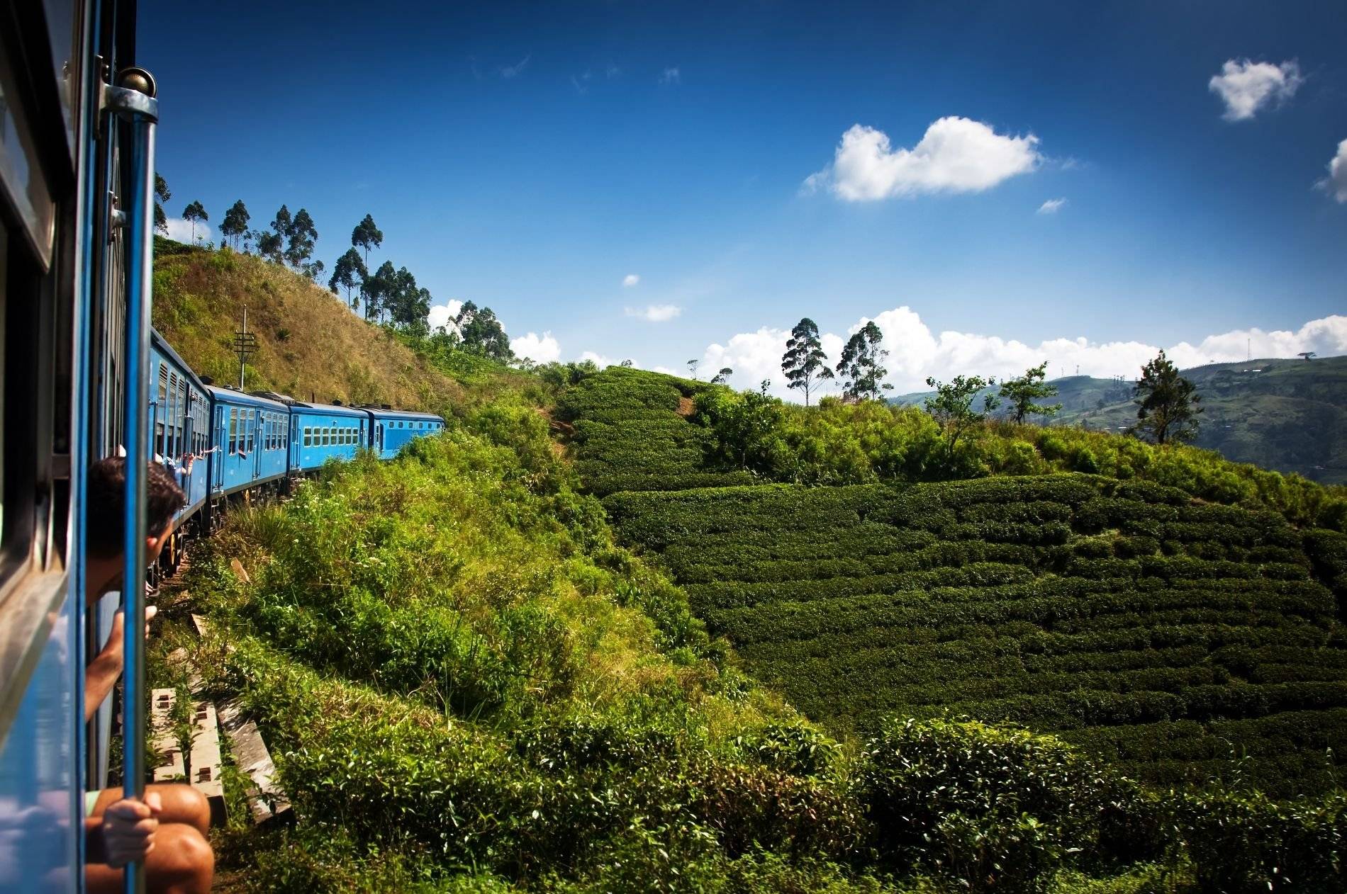 Zugfahrt durch die Teefelder 