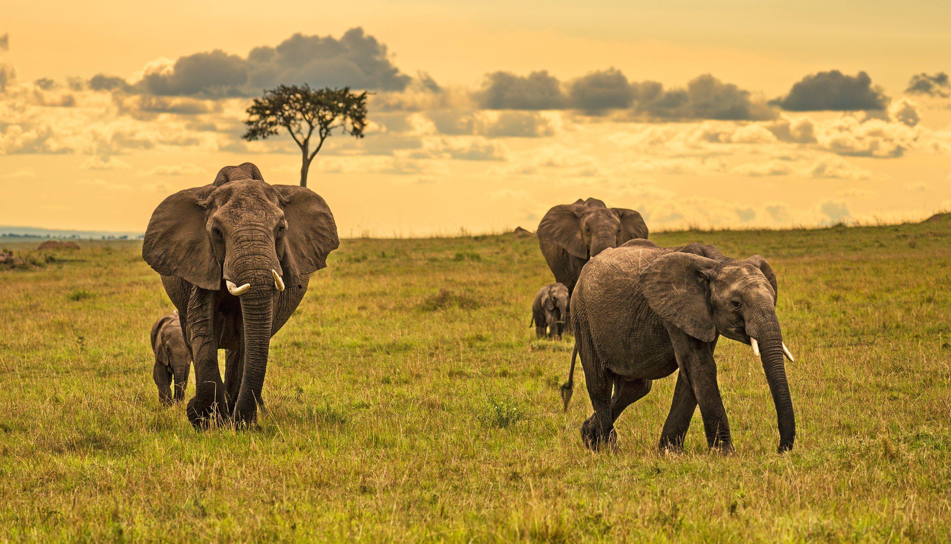 Maasai Mara y su fauna - ​leones, elefantes, guepardos, jirafas