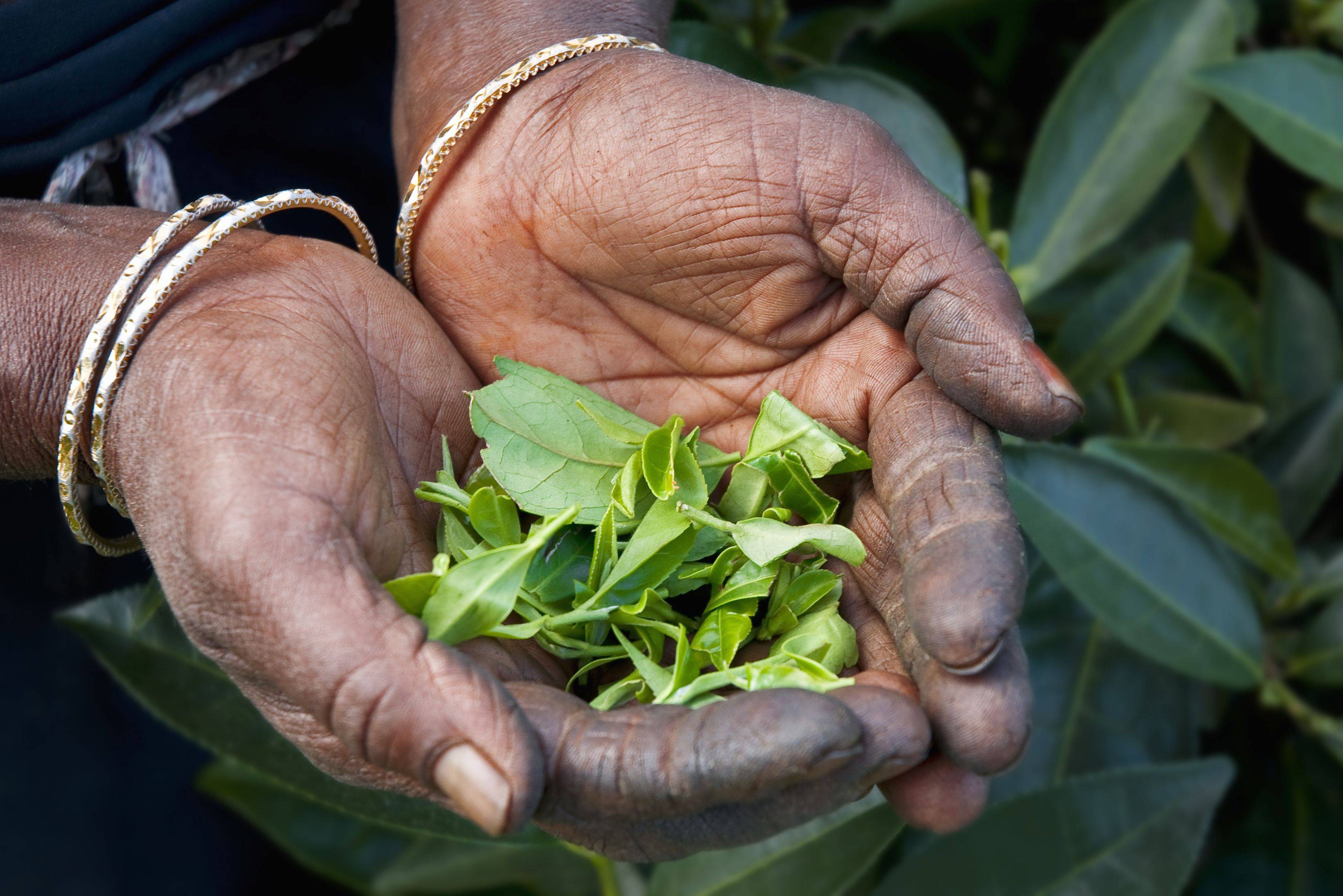 Balade en tuk tuk dans les plantations de thé