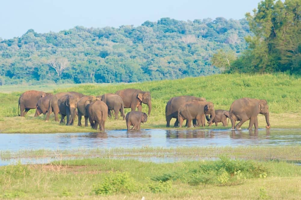 Safari in Udawalawe NP