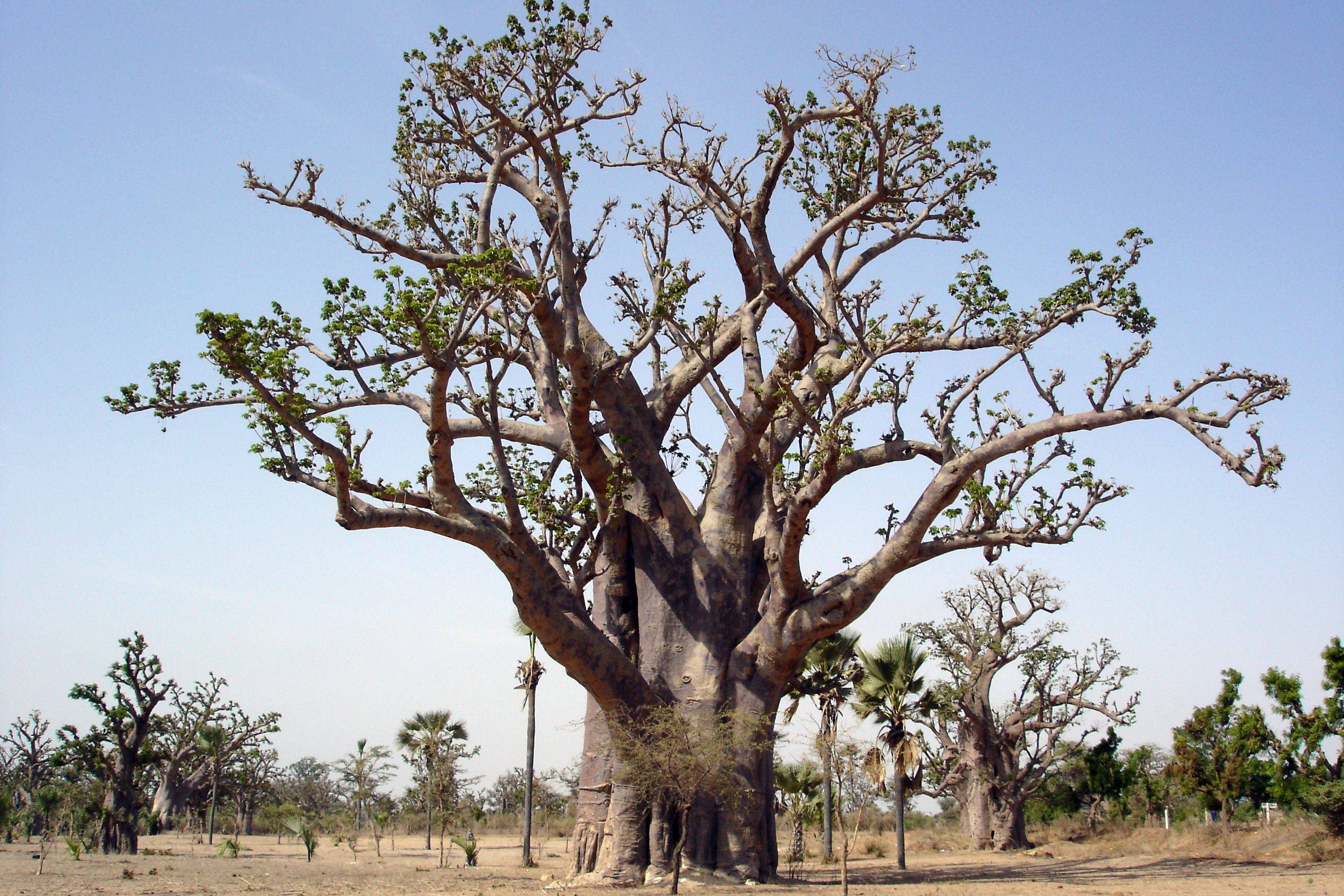 Baobab, artes decorativas y ​la Reserva de Bandia