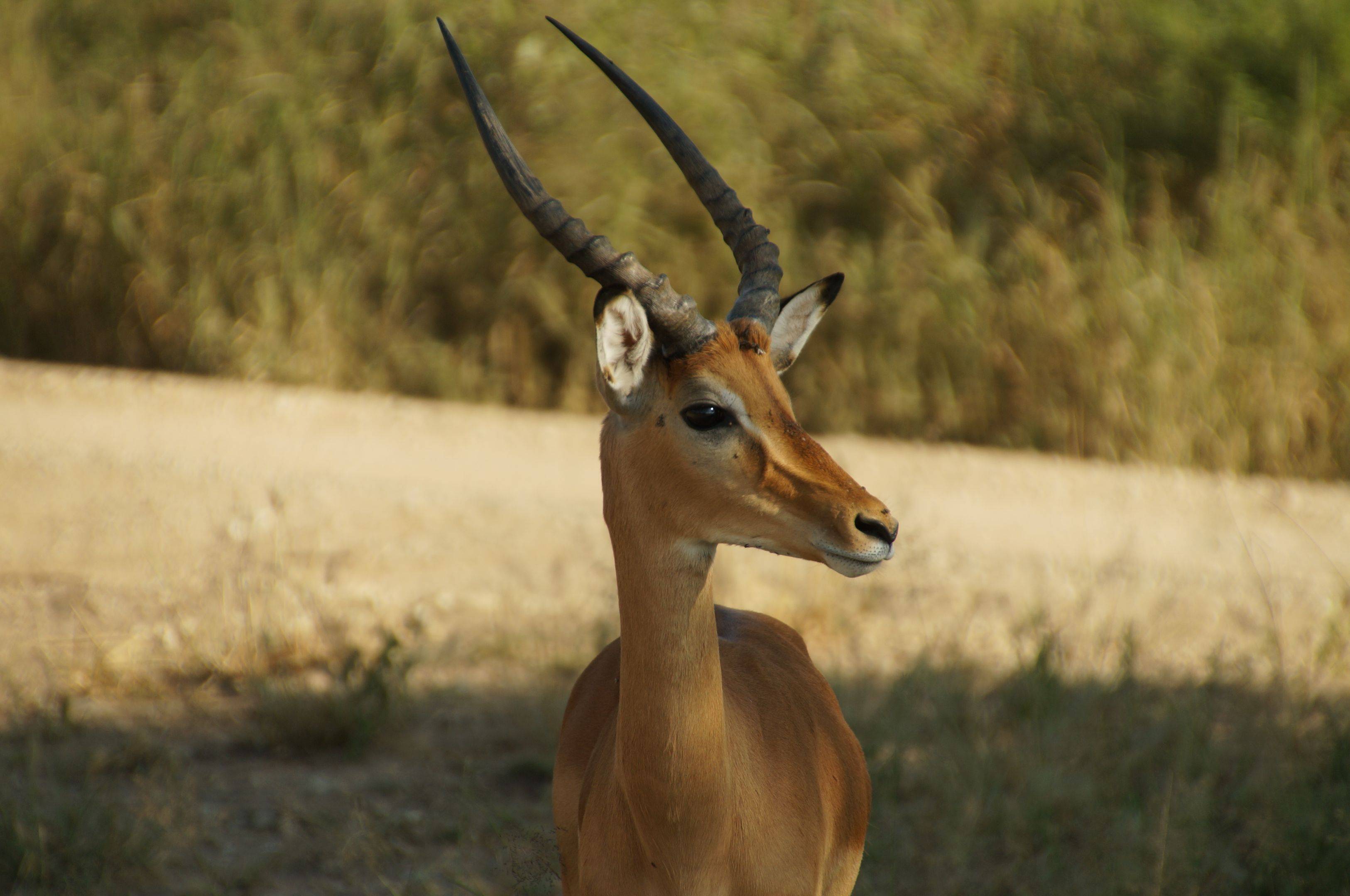 Journée de safari dans le parc Tarangire