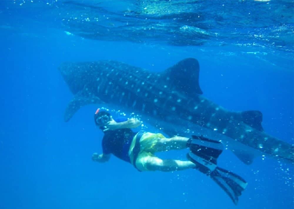 Nager avec le requin baleine, une expérience unique