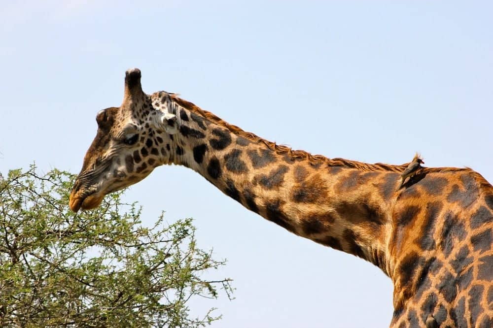 Le Serengeti à votre guise